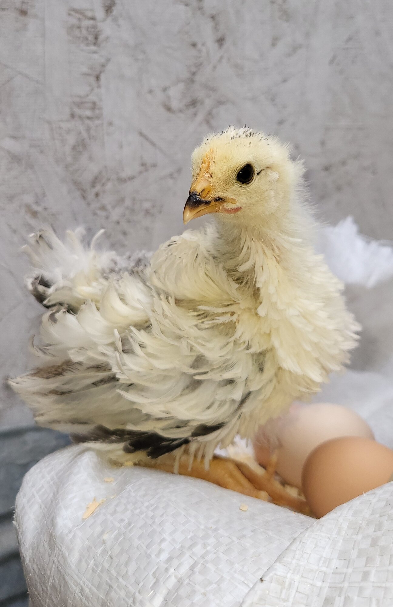 Cutest Baby Fowl Photo Contest—16th Annual 227.jpg