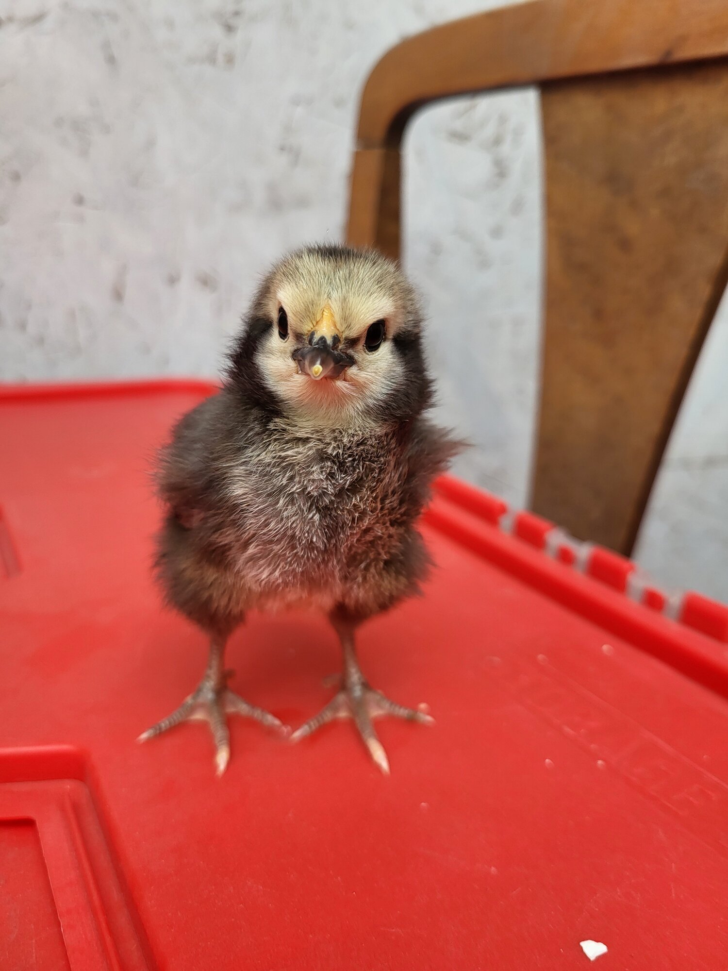 Cutest Baby Fowl Photo Contest—16th Annual 228.jpg