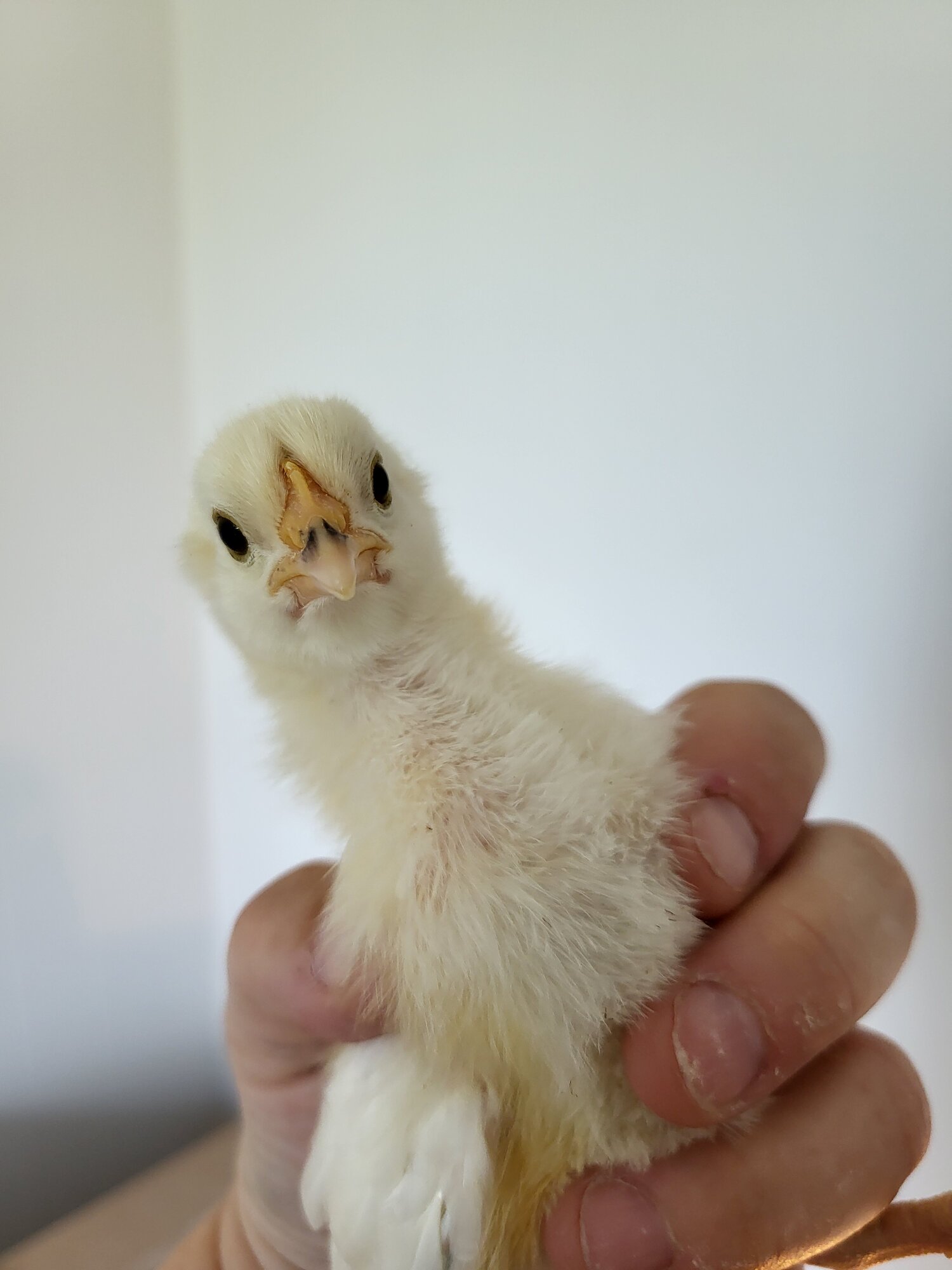 Cutest Baby Fowl Photo Contest—16th Annual 229.jpg