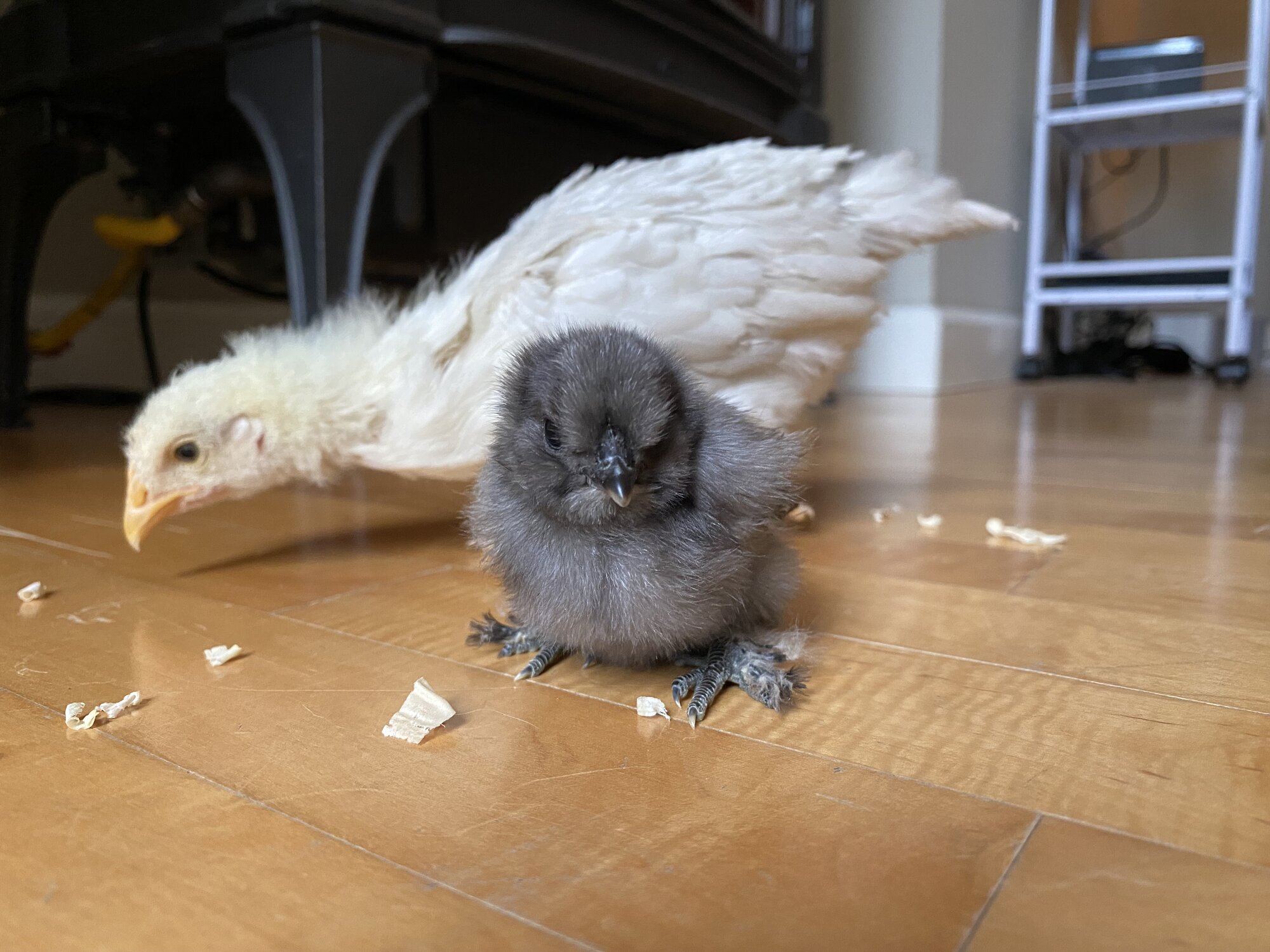 Cutest Baby Fowl Photo Contest—16th Annual 230.jpg
