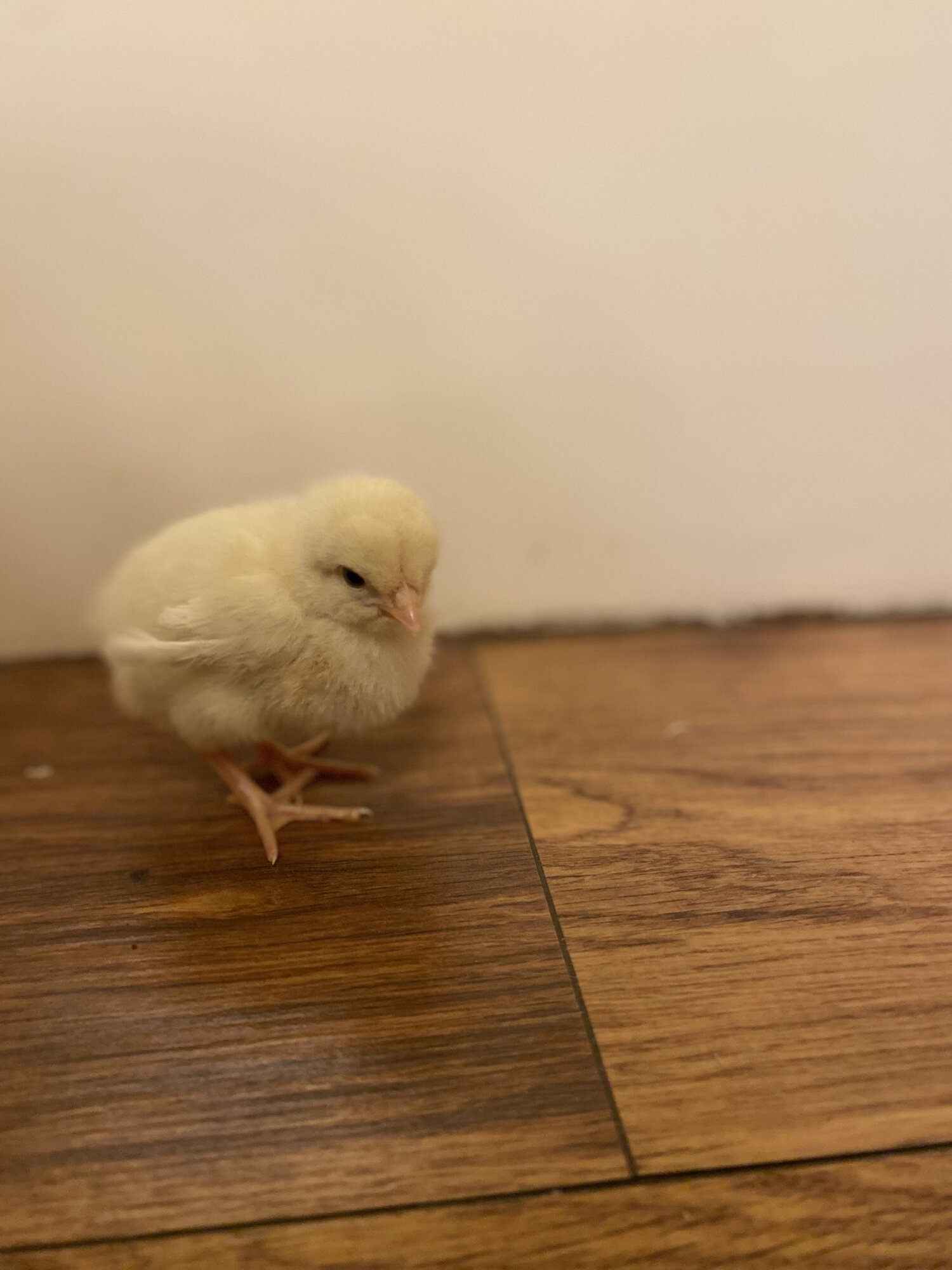 Cutest Baby Fowl Photo Contest—16th Annual 231.jpg
