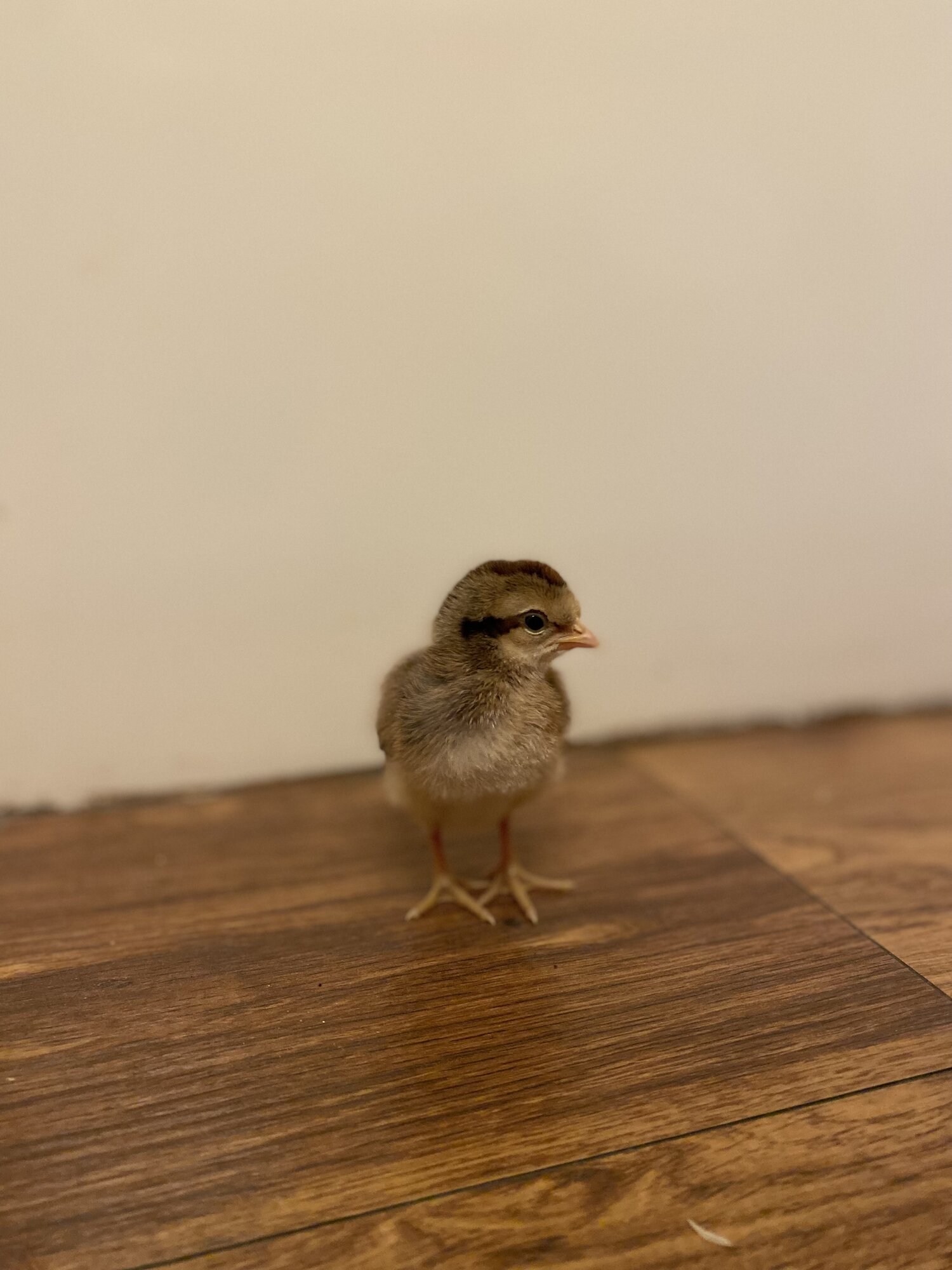 Cutest Baby Fowl Photo Contest—16th Annual 233.jpg