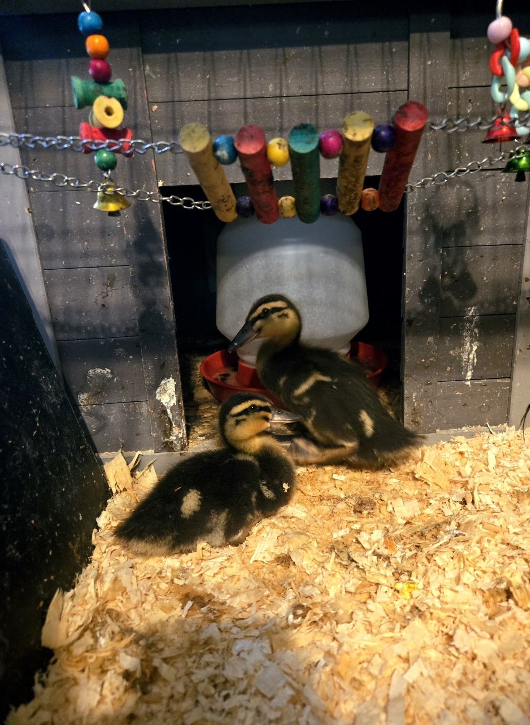 Cutest Baby Fowl Photo Contest—16th Annual 236.jpg