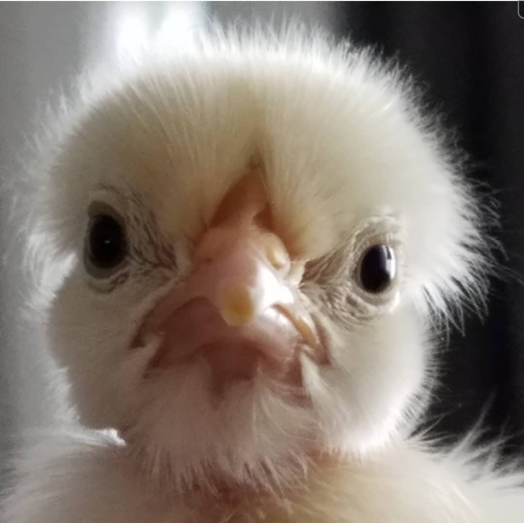 Cutest Baby Fowl Photo Contest—16th Annual 237.jpg