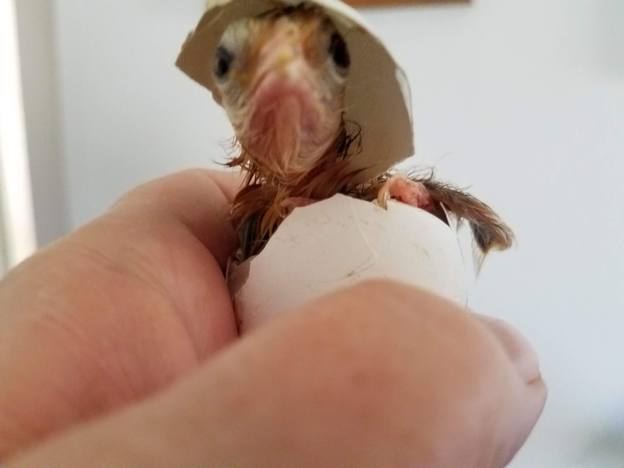 Cutest Baby Fowl Photo Contest—16th Annual 238.jpg