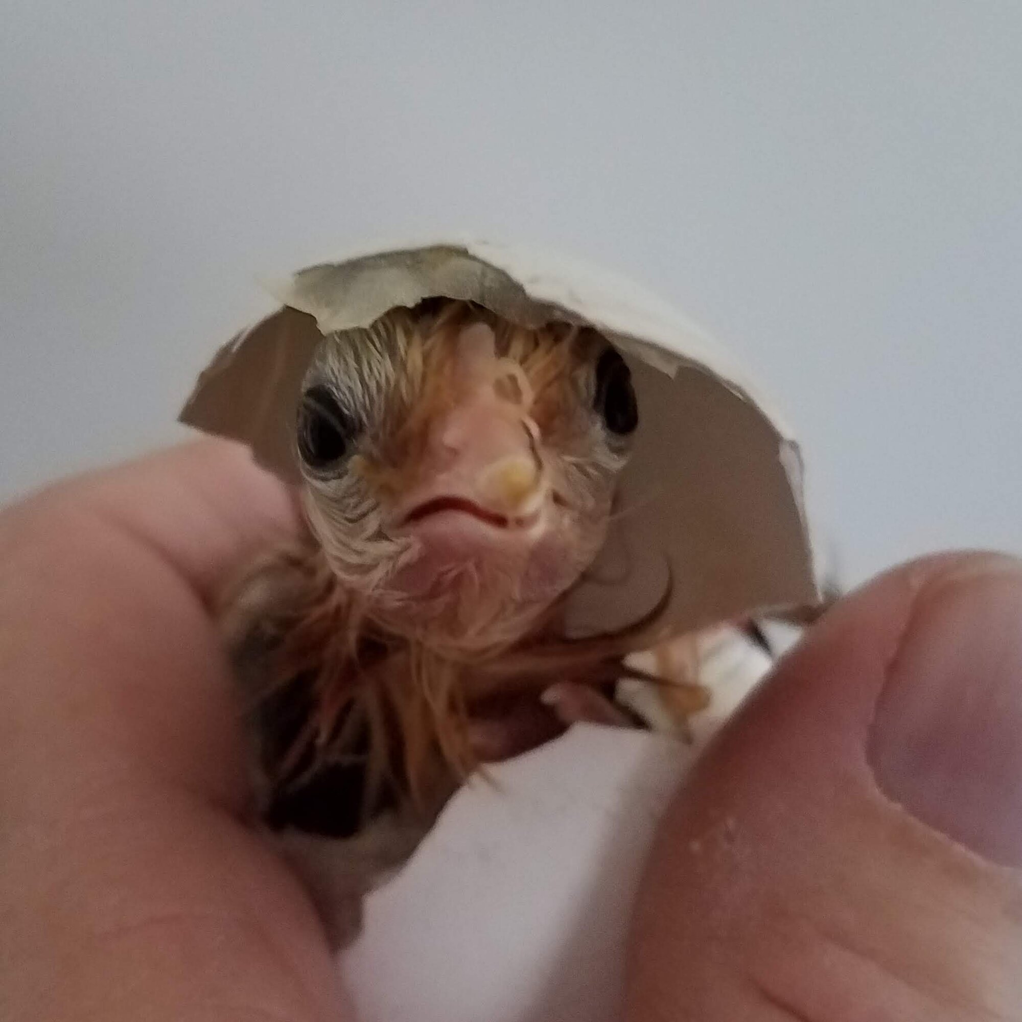 Cutest Baby Fowl Photo Contest—16th Annual 239.jpg