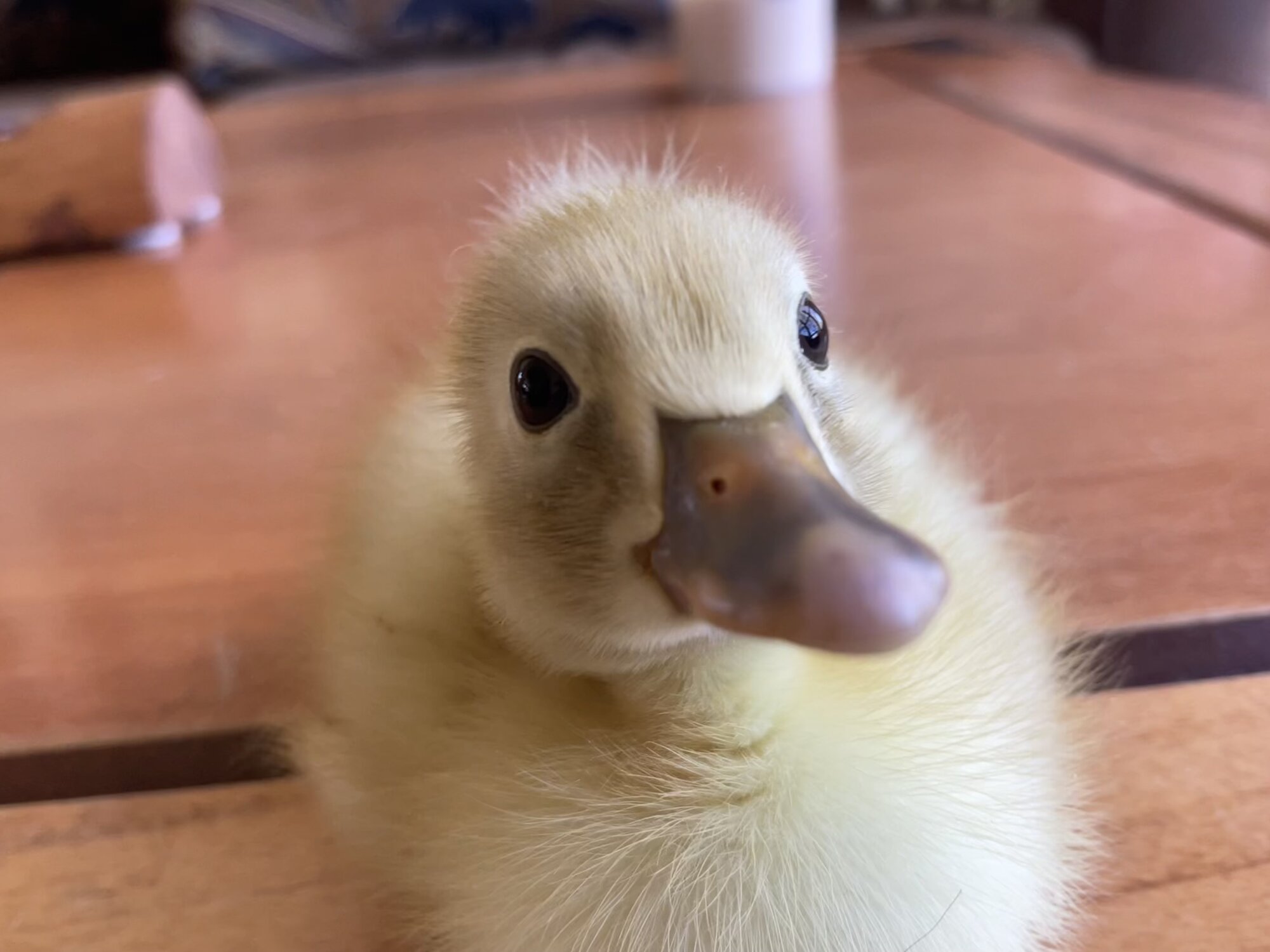 Cutest Baby Fowl Photo Contest—16th Annual 24.jpg