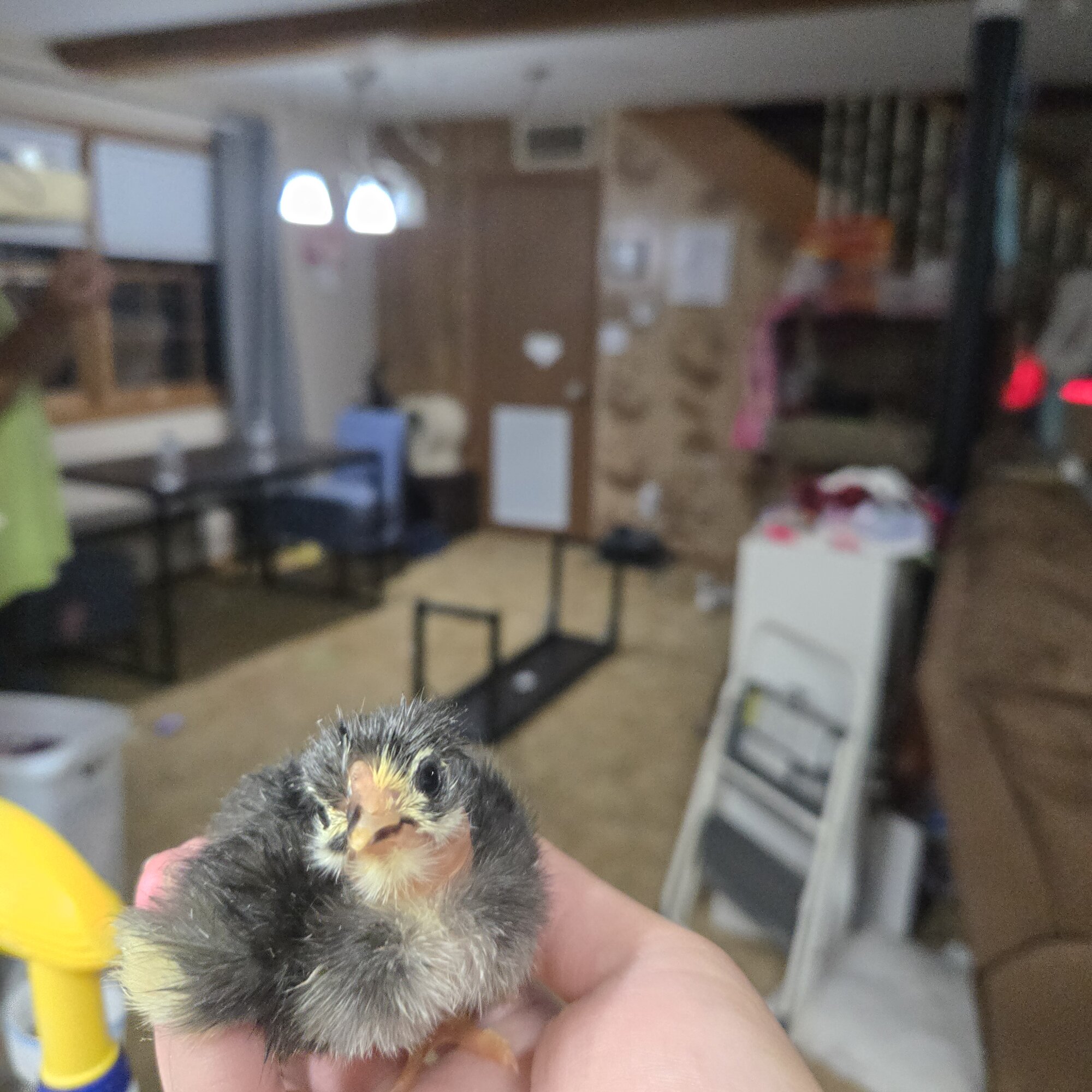 Cutest Baby Fowl Photo Contest—16th Annual 247.jpg