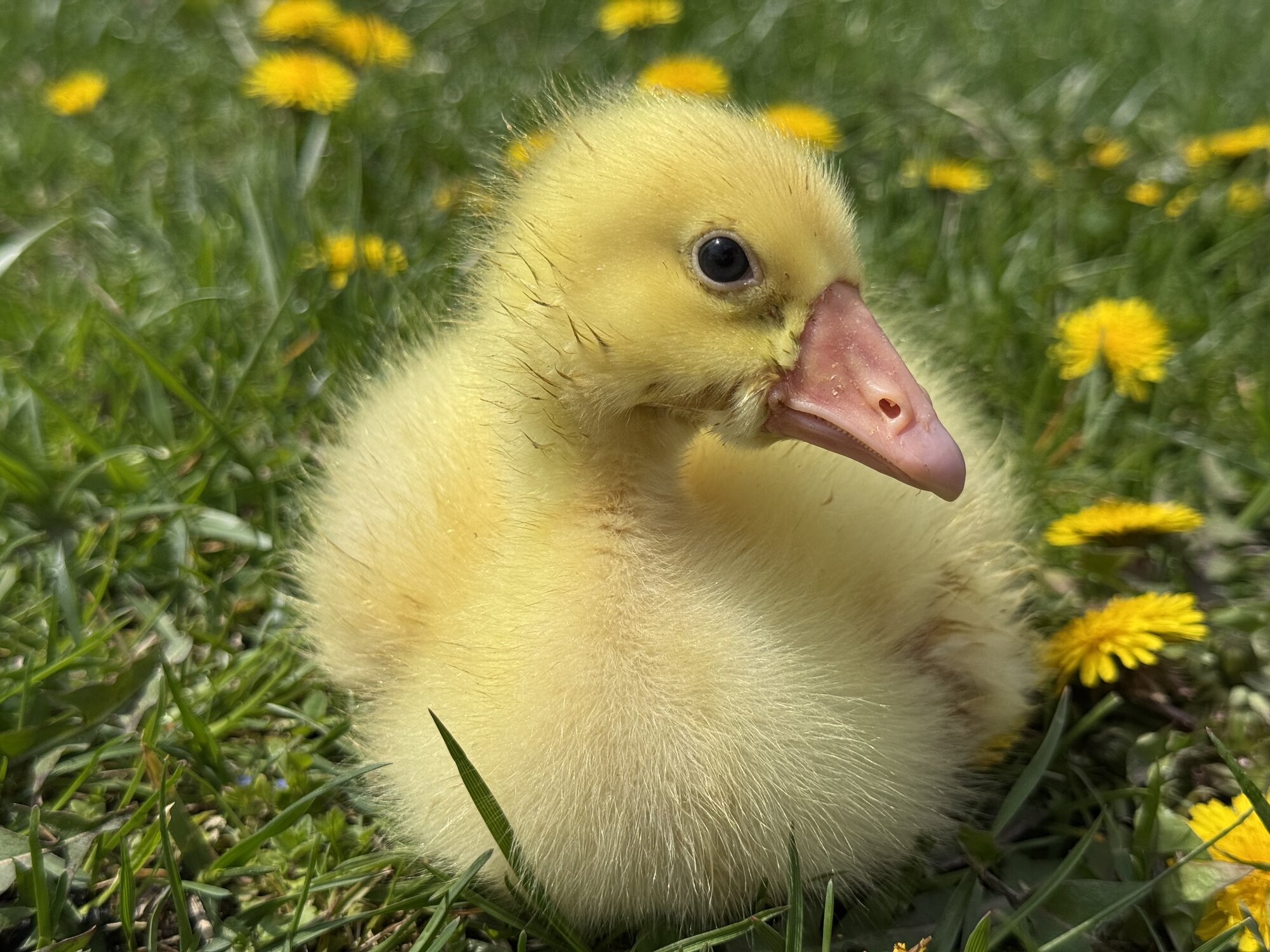 Cutest Baby Fowl Photo Contest—16th Annual 249.jpg