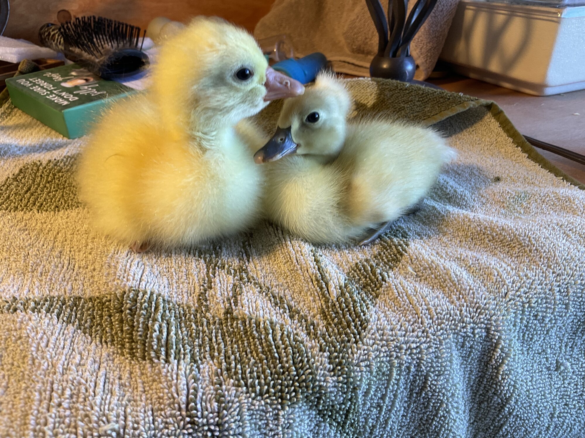Cutest Baby Fowl Photo Contest—16th Annual 25.jpg