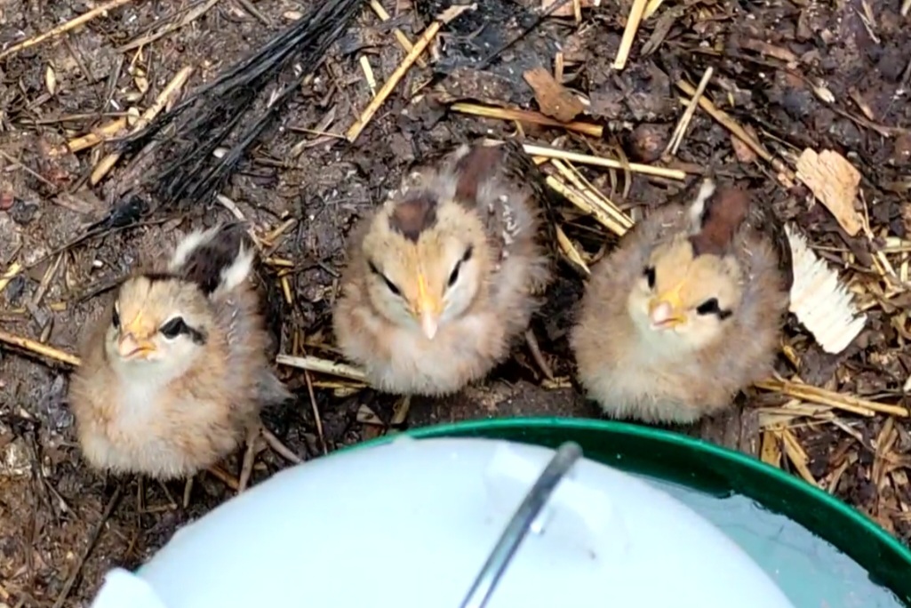 Cutest Baby Fowl Photo Contest—16th Annual 250.jpg