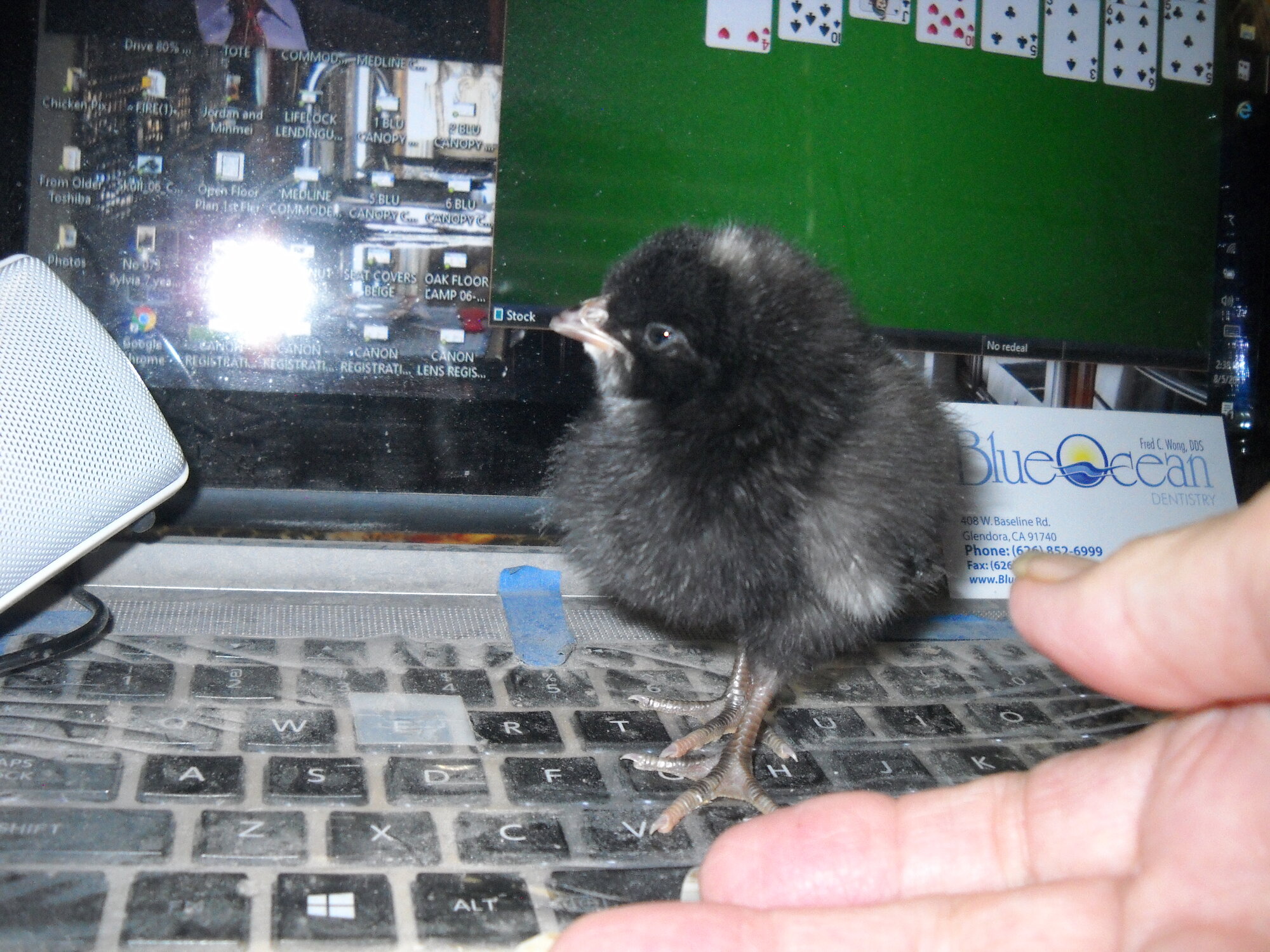 Cutest Baby Fowl Photo Contest—16th Annual 251.jpg