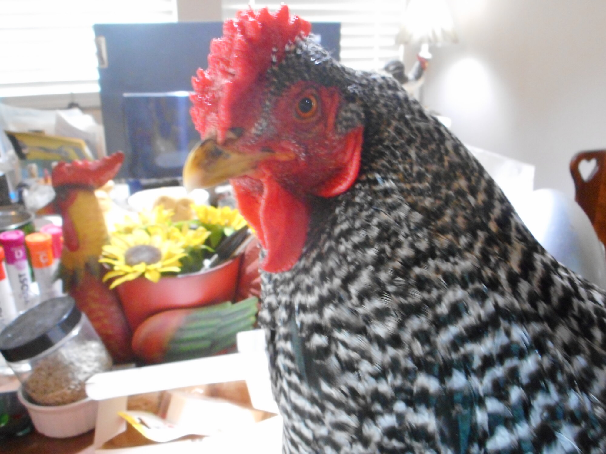 Cutest Baby Fowl Photo Contest—16th Annual 252.jpg