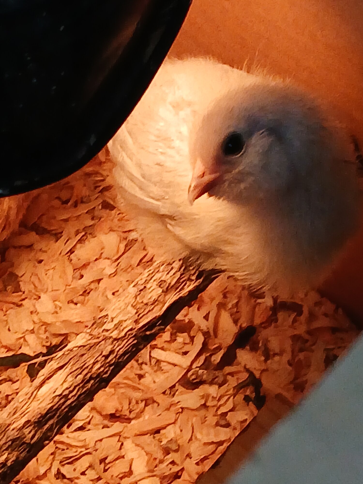Cutest Baby Fowl Photo Contest—16th Annual 253.jpg
