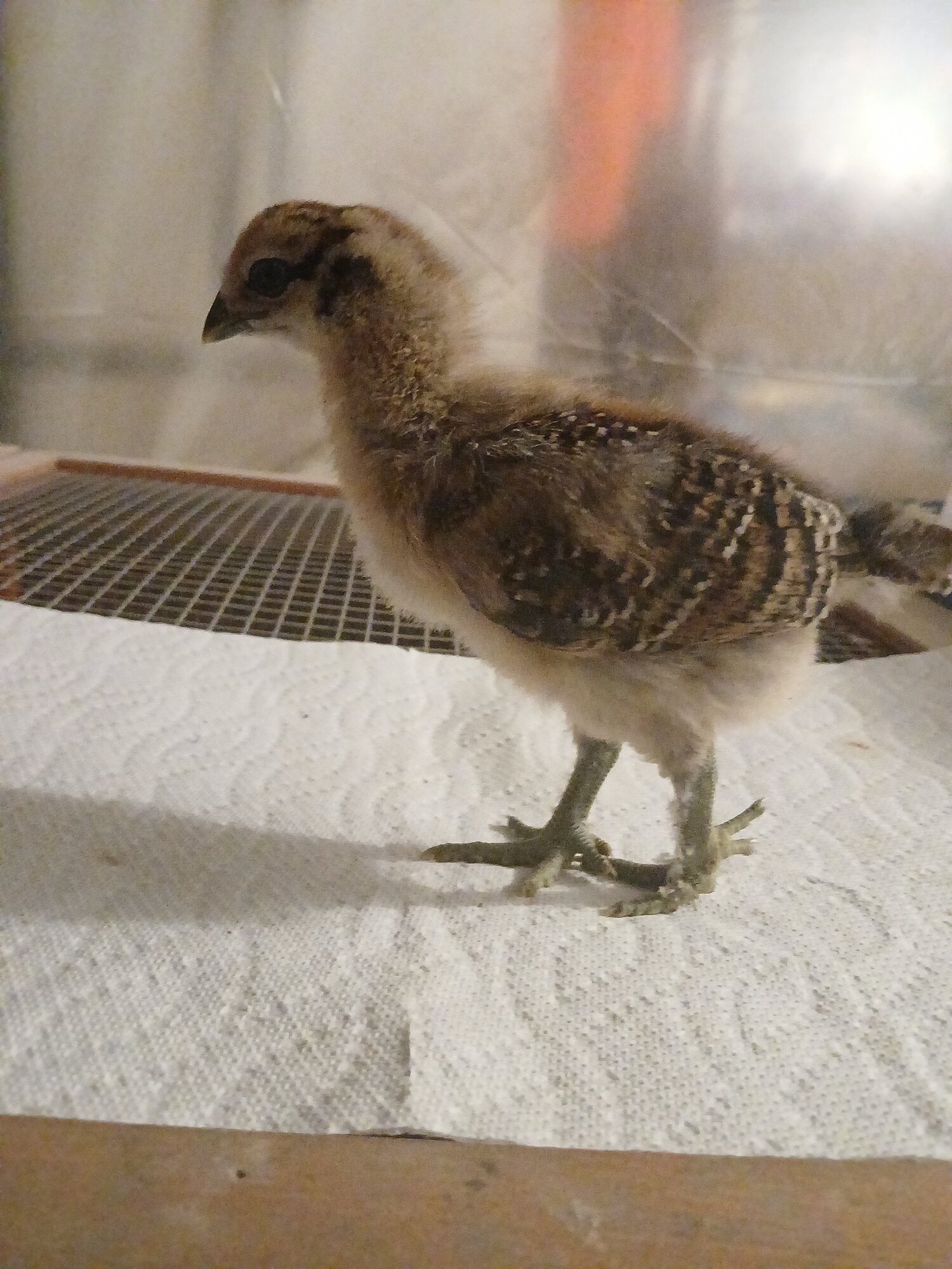 Cutest Baby Fowl Photo Contest—16th Annual 254.jpg