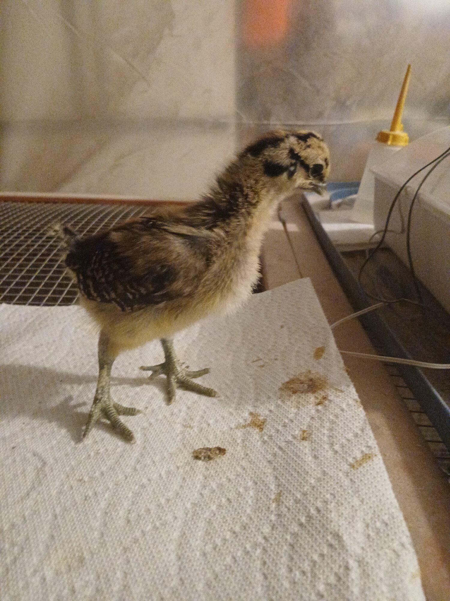 Cutest Baby Fowl Photo Contest—16th Annual 255.jpg