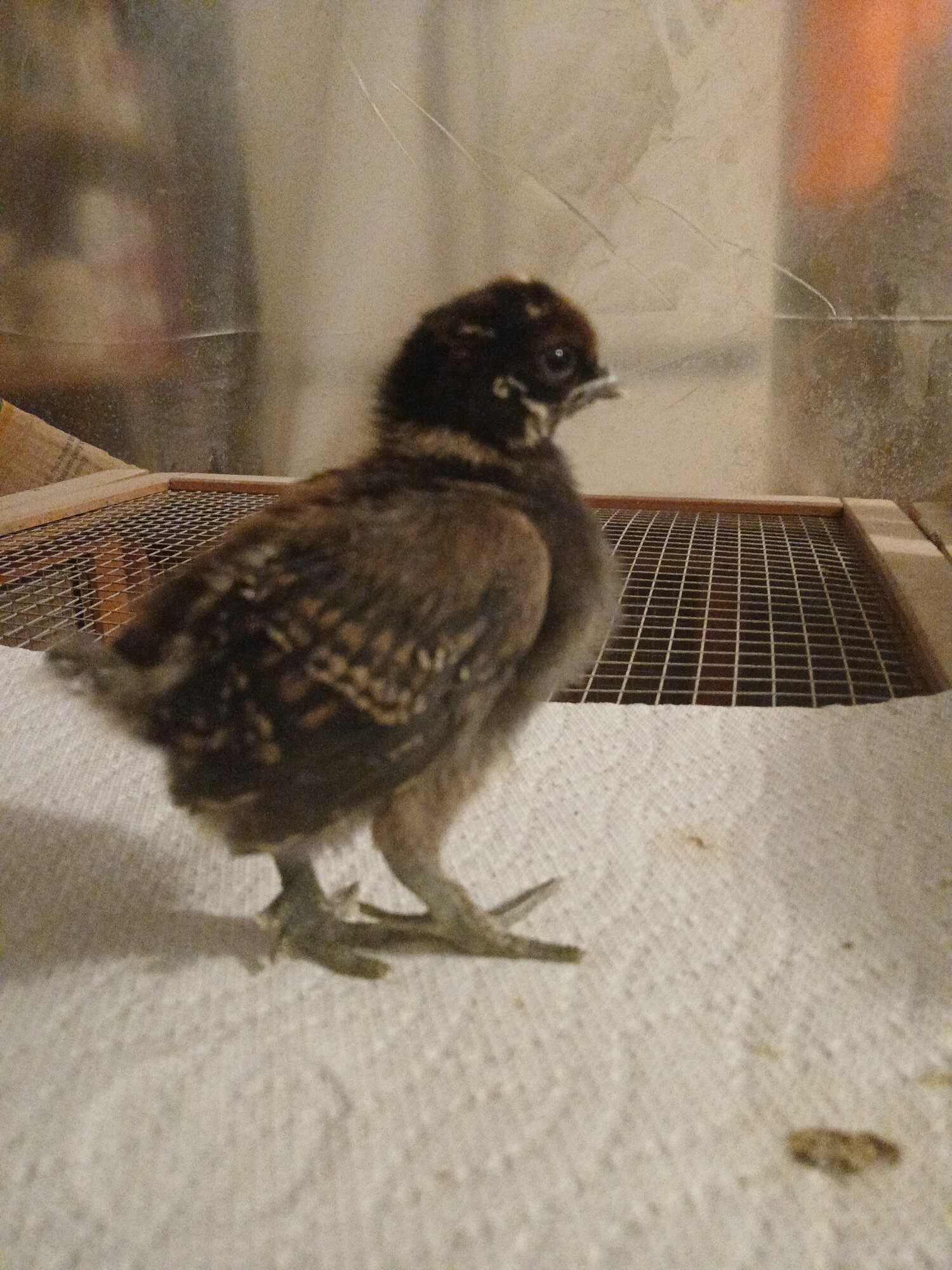 Cutest Baby Fowl Photo Contest—16th Annual 256.jpg