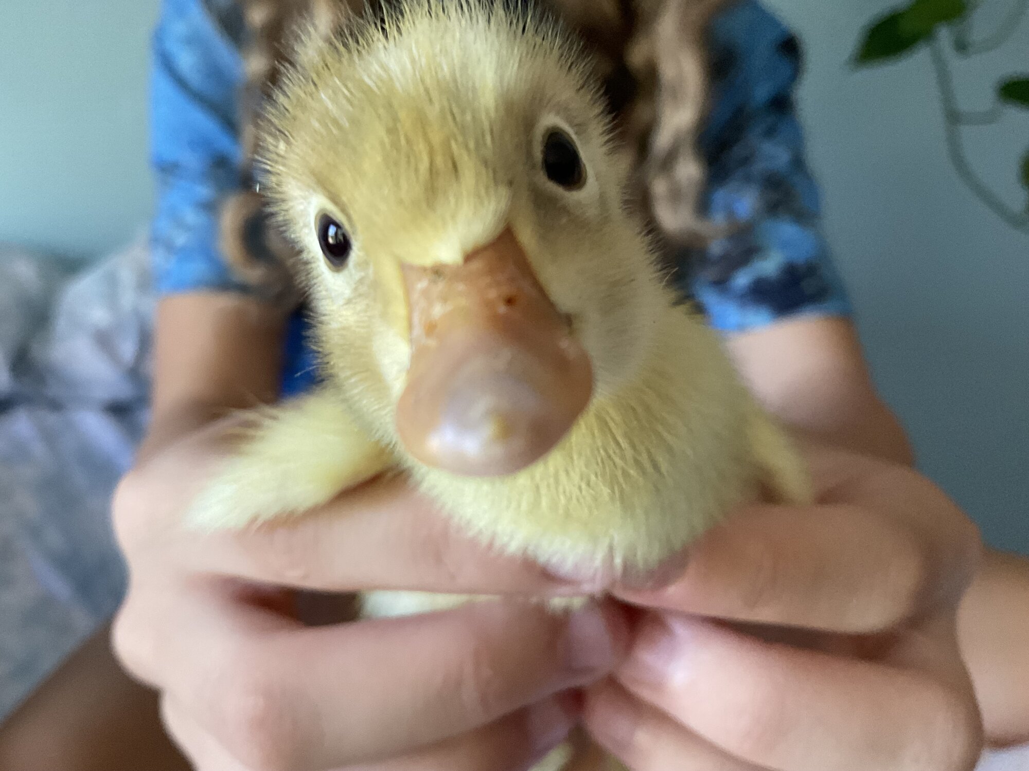 Cutest Baby Fowl Photo Contest—16th Annual 26.jpg