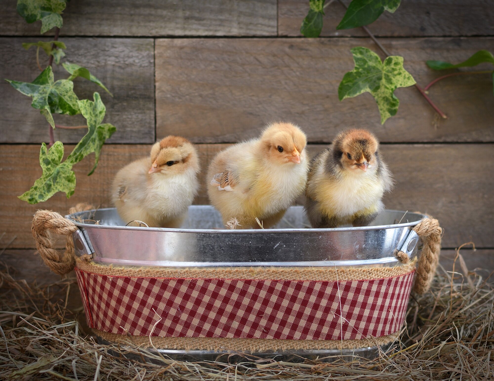 Cutest Baby Fowl Photo Contest—16th Annual 276.jpg