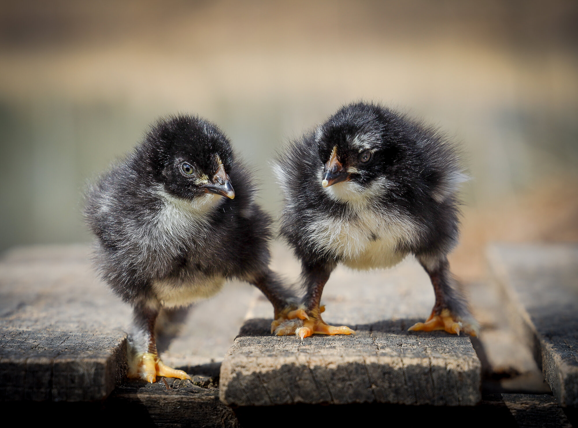 Cutest Baby Fowl Photo Contest—16th Annual 277.jpg