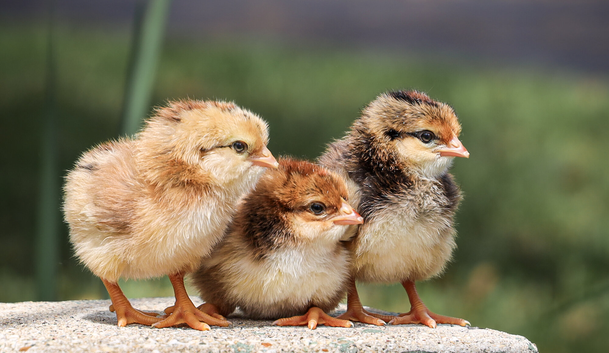 Cutest Baby Fowl Photo Contest—16th Annual 278.jpg