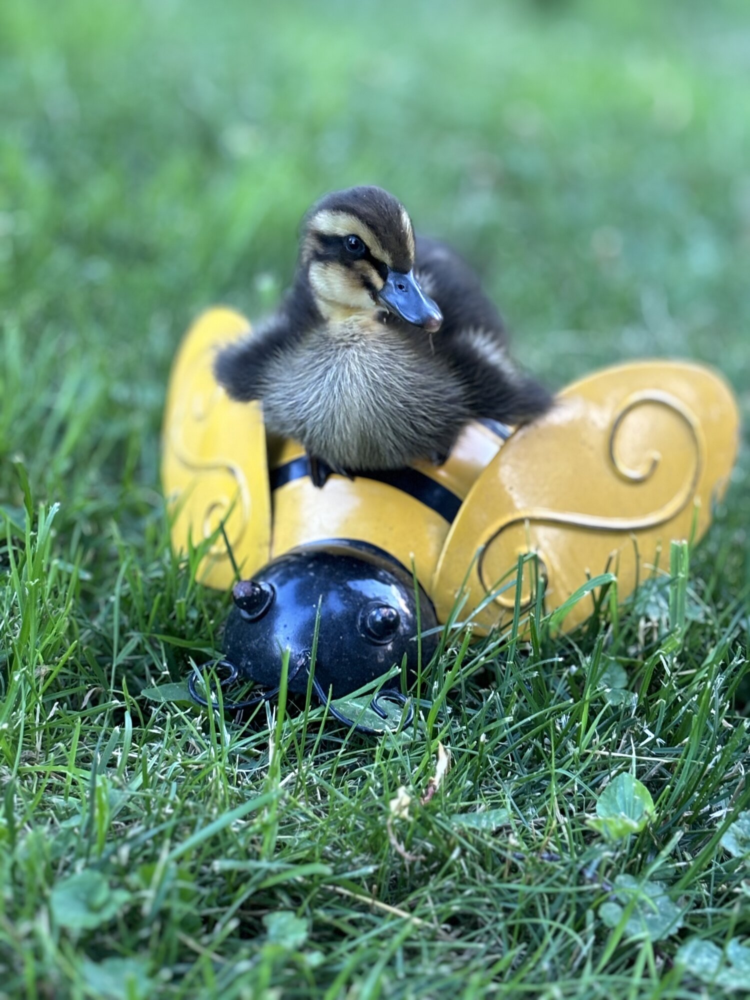 Cutest Baby Fowl Photo Contest—16th Annual 28.jpg
