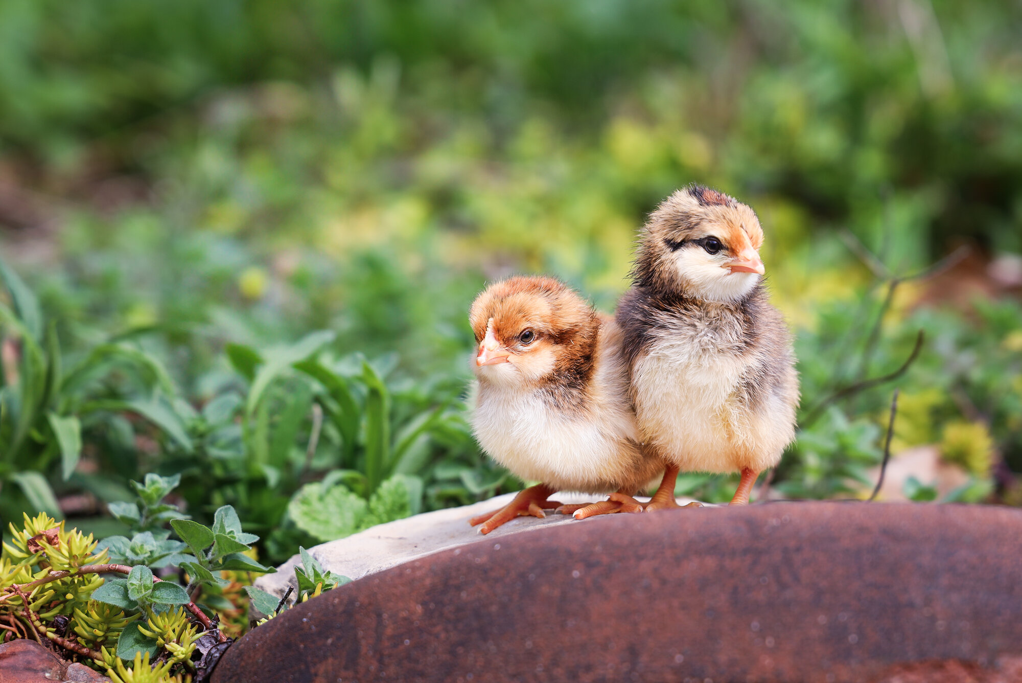 Cutest Baby Fowl Photo Contest—16th Annual 280.jpg