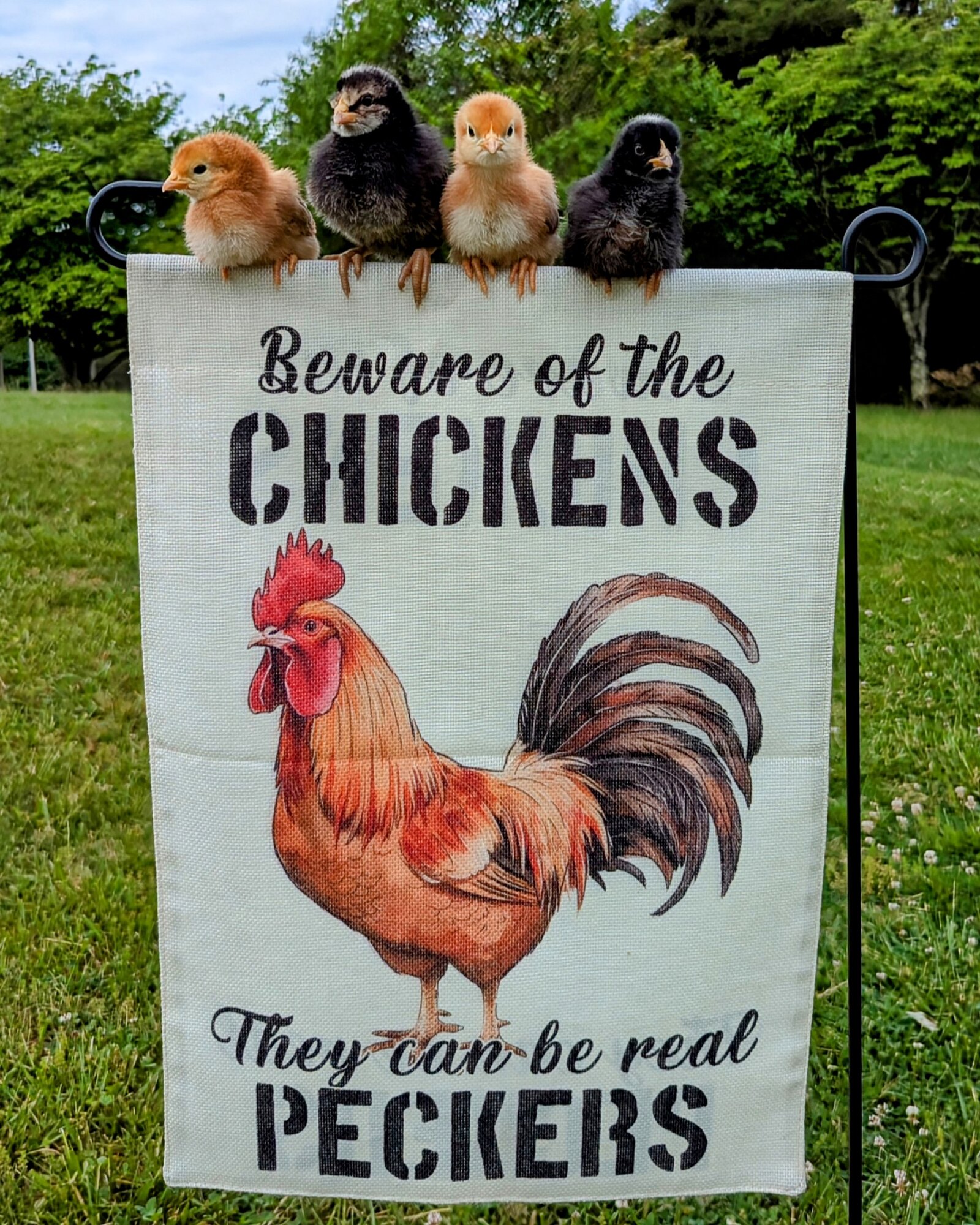 Cutest Baby Fowl Photo Contest—16th Annual 282.jpg