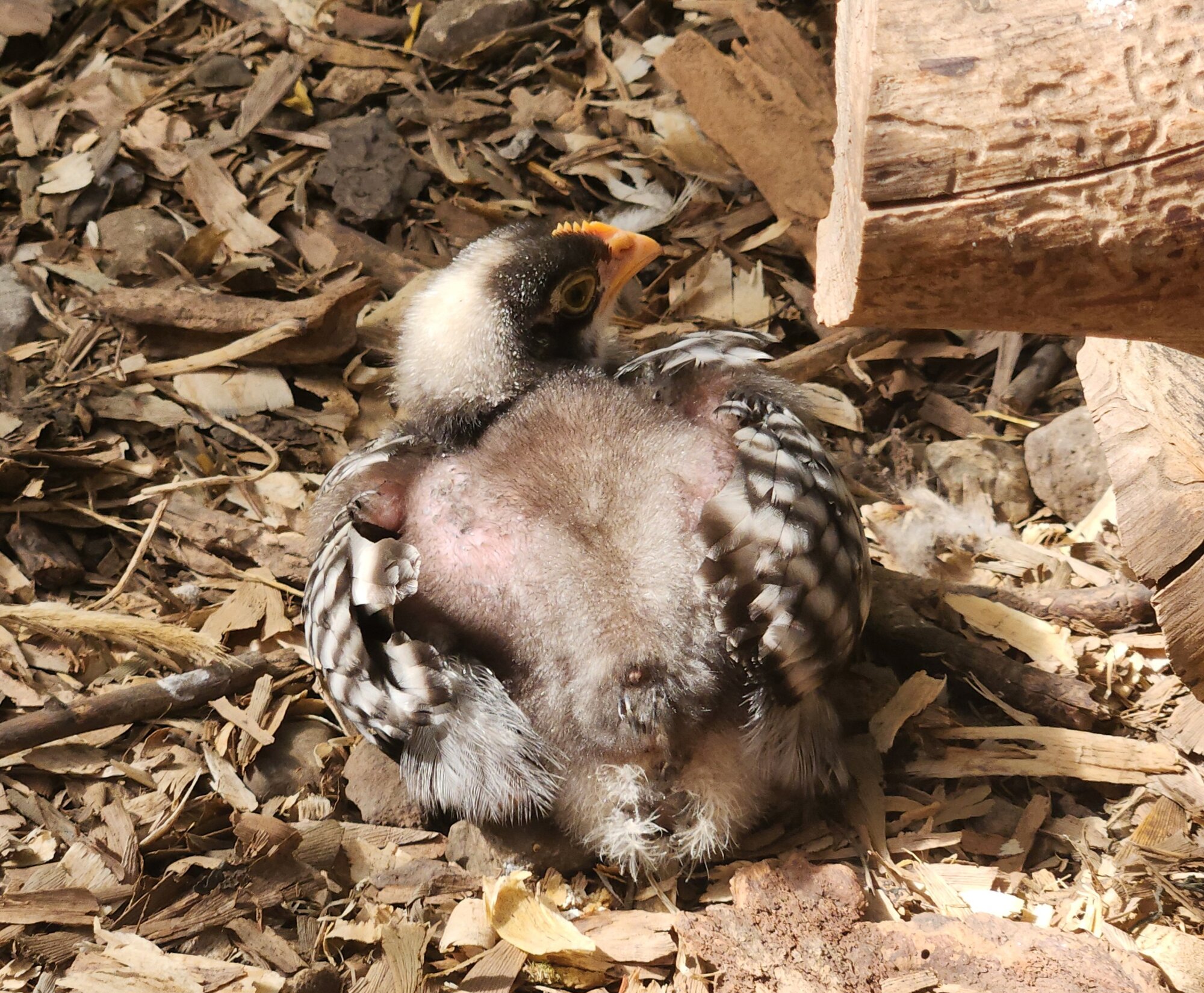 Cutest Baby Fowl Photo Contest—16th Annual 284.jpg