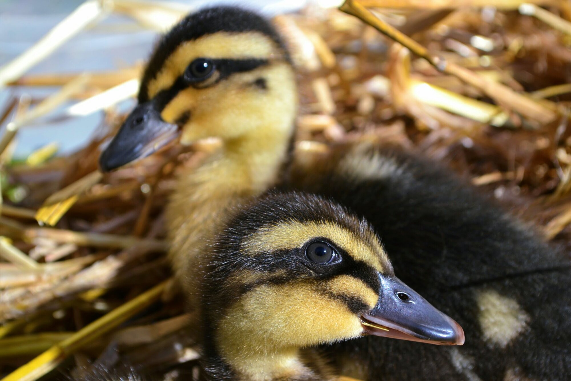 Cutest Baby Fowl Photo Contest—16th Annual 285.jpg