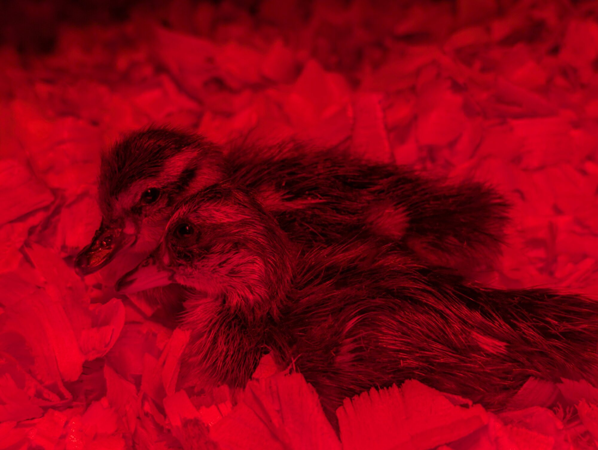 Cutest Baby Fowl Photo Contest—16th Annual 288.jpg