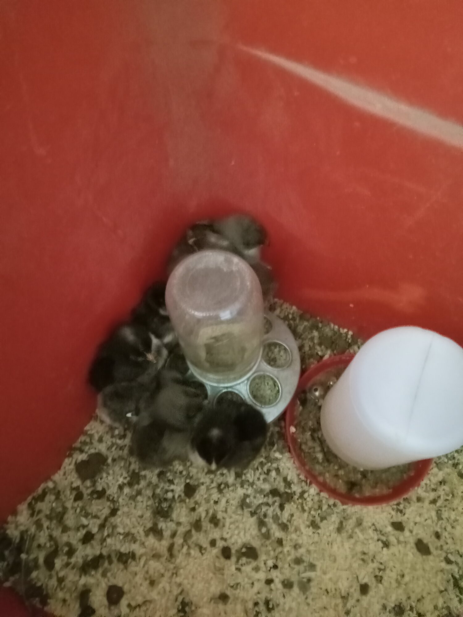 Cutest Baby Fowl Photo Contest—16th Annual 289.jpg