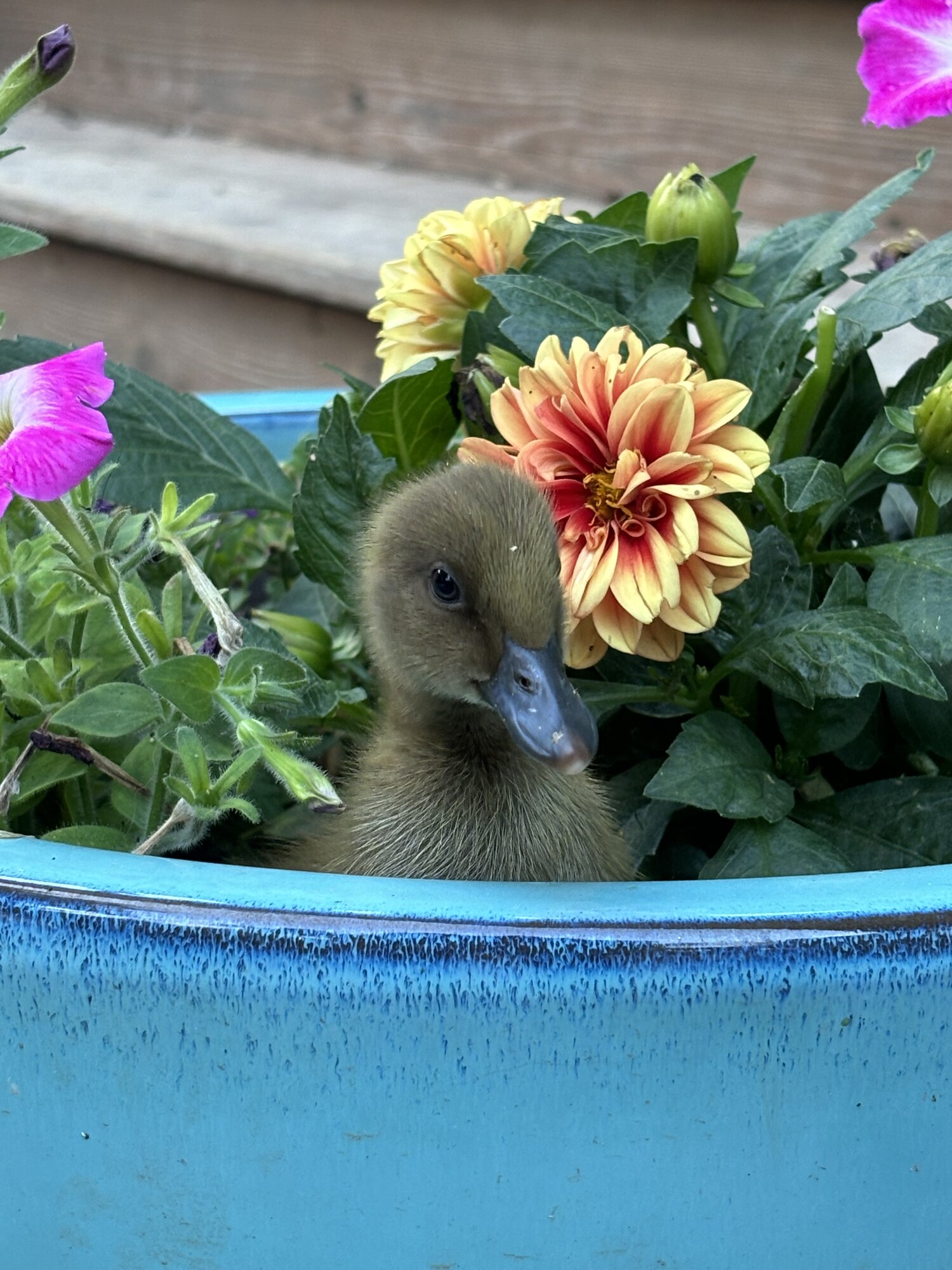Cutest Baby Fowl Photo Contest—16th Annual 29.jpg