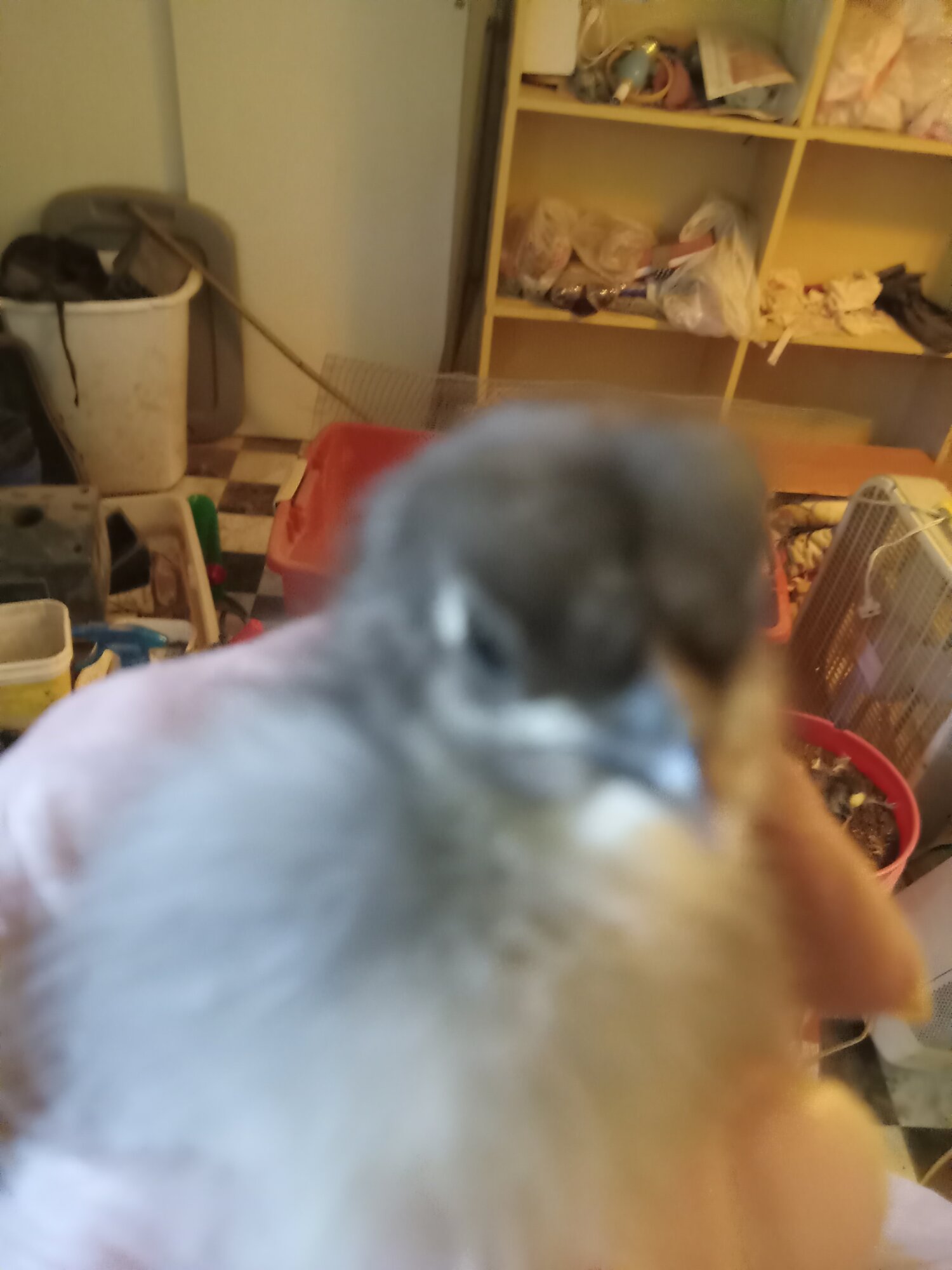 Cutest Baby Fowl Photo Contest—16th Annual 290.jpg