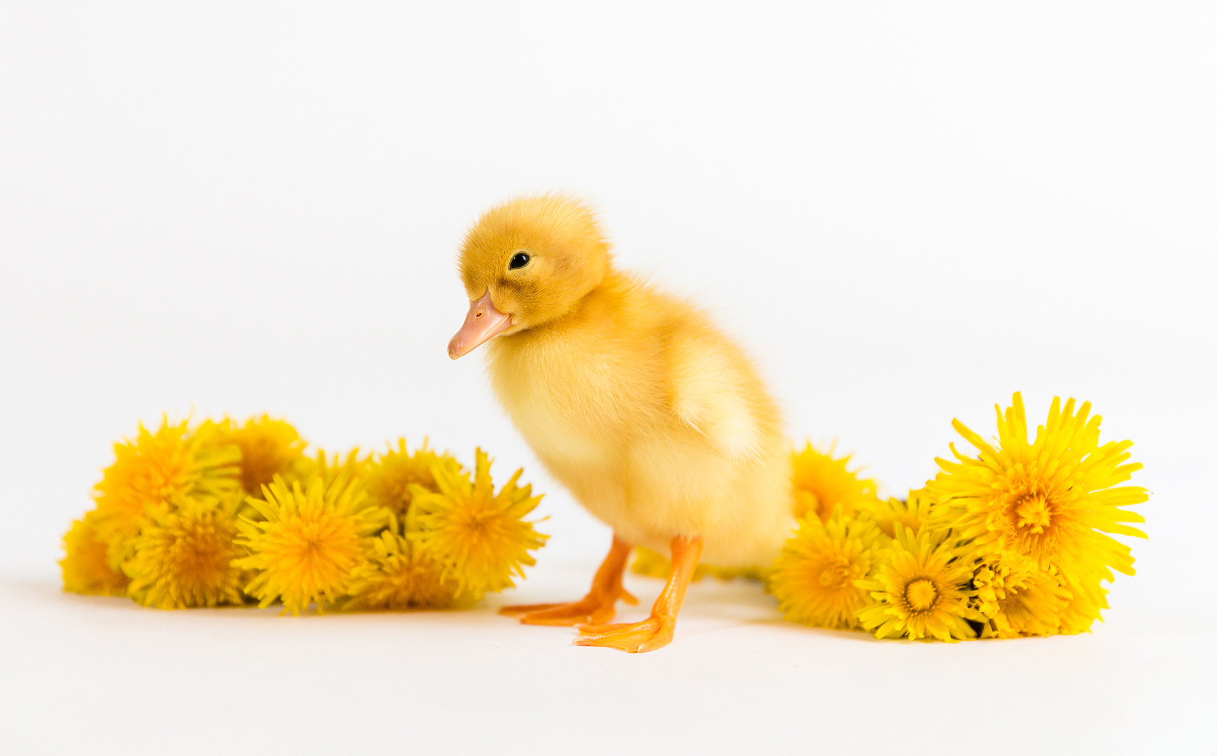 Cutest Baby Fowl Photo Contest—16th Annual 291.jpg