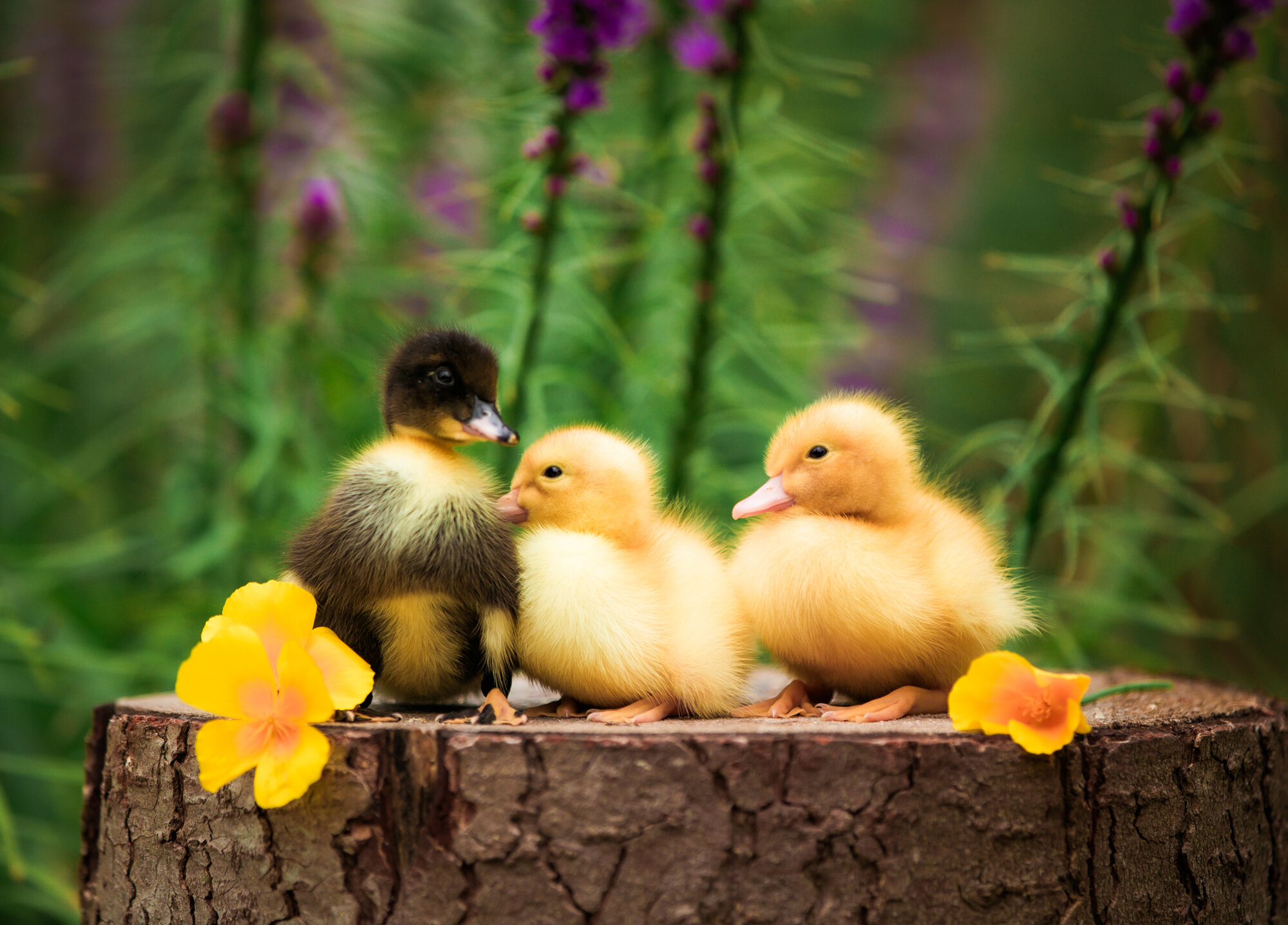 Cutest Baby Fowl Photo Contest—16th Annual 292.jpg