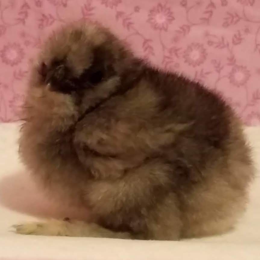 Cutest Baby Fowl Photo Contest—16th Annual 295.jpg