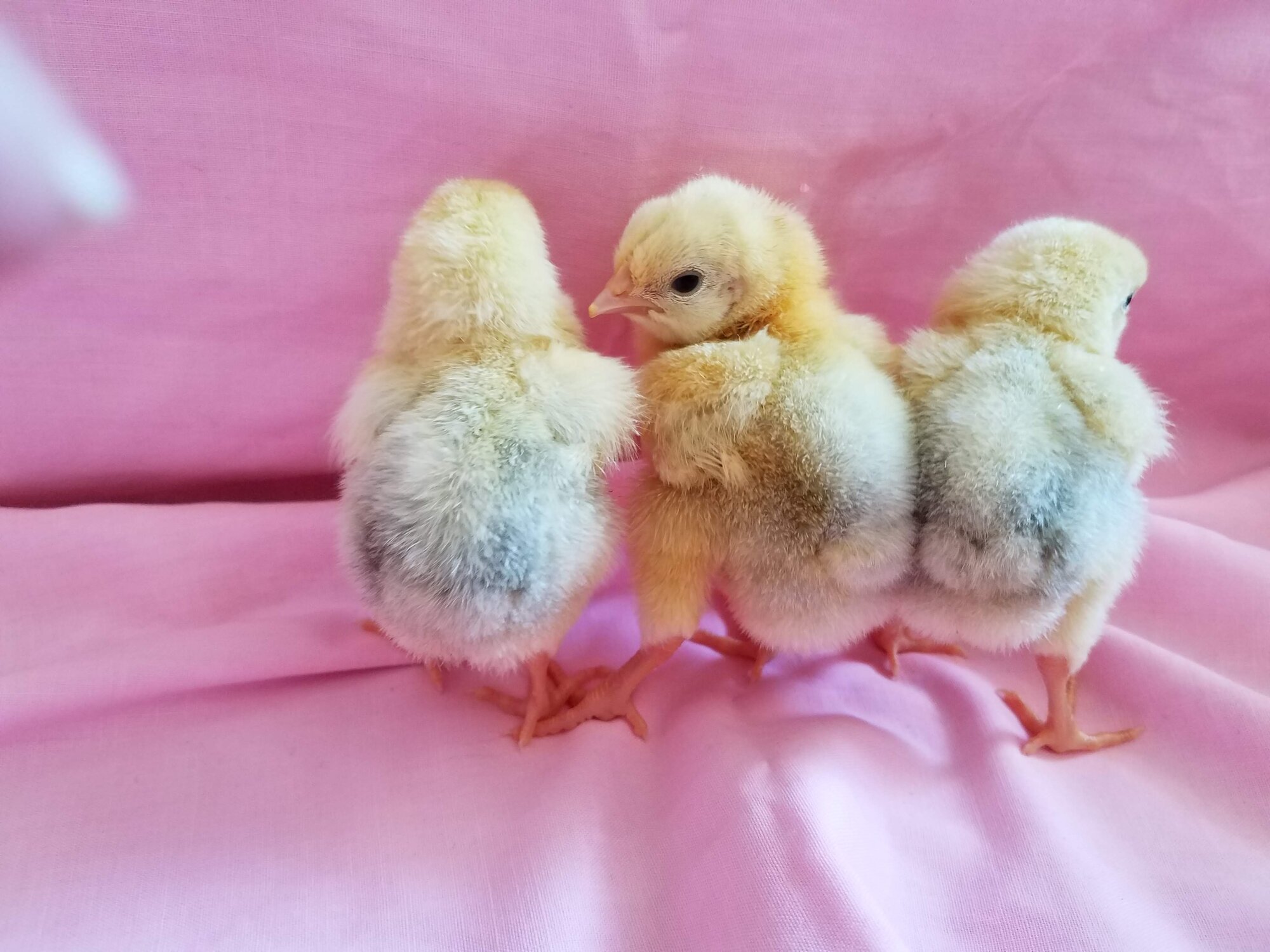 Cutest Baby Fowl Photo Contest—16th Annual 296.jpg