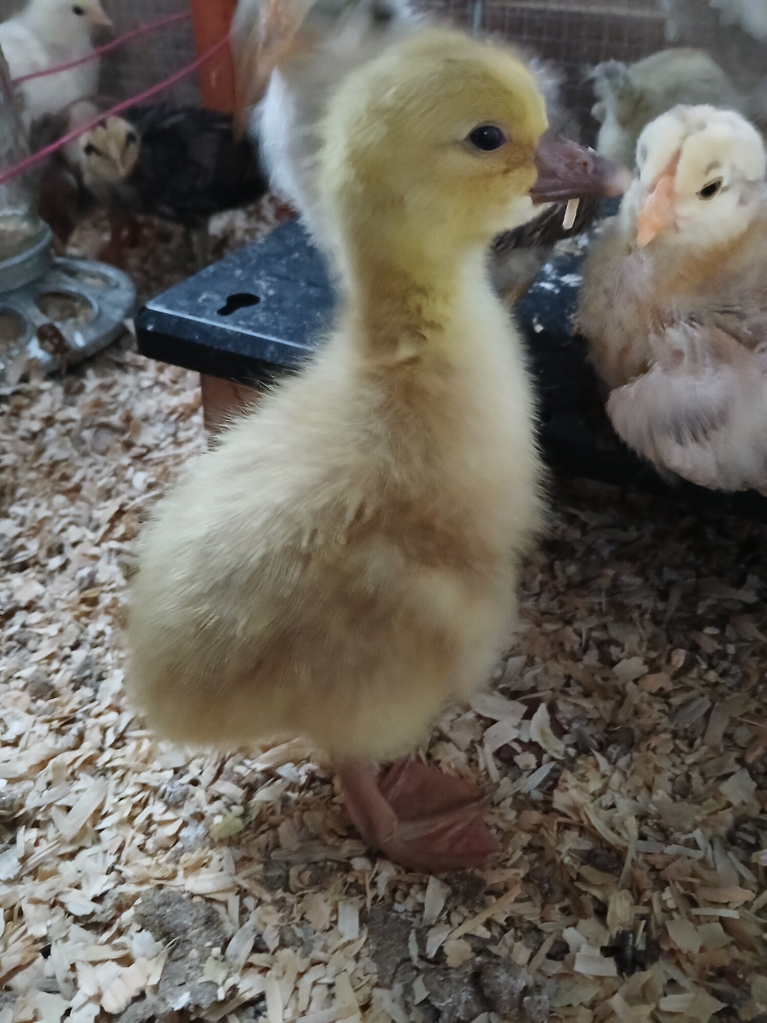 Cutest Baby Fowl Photo Contest—16th Annual 297.jpg