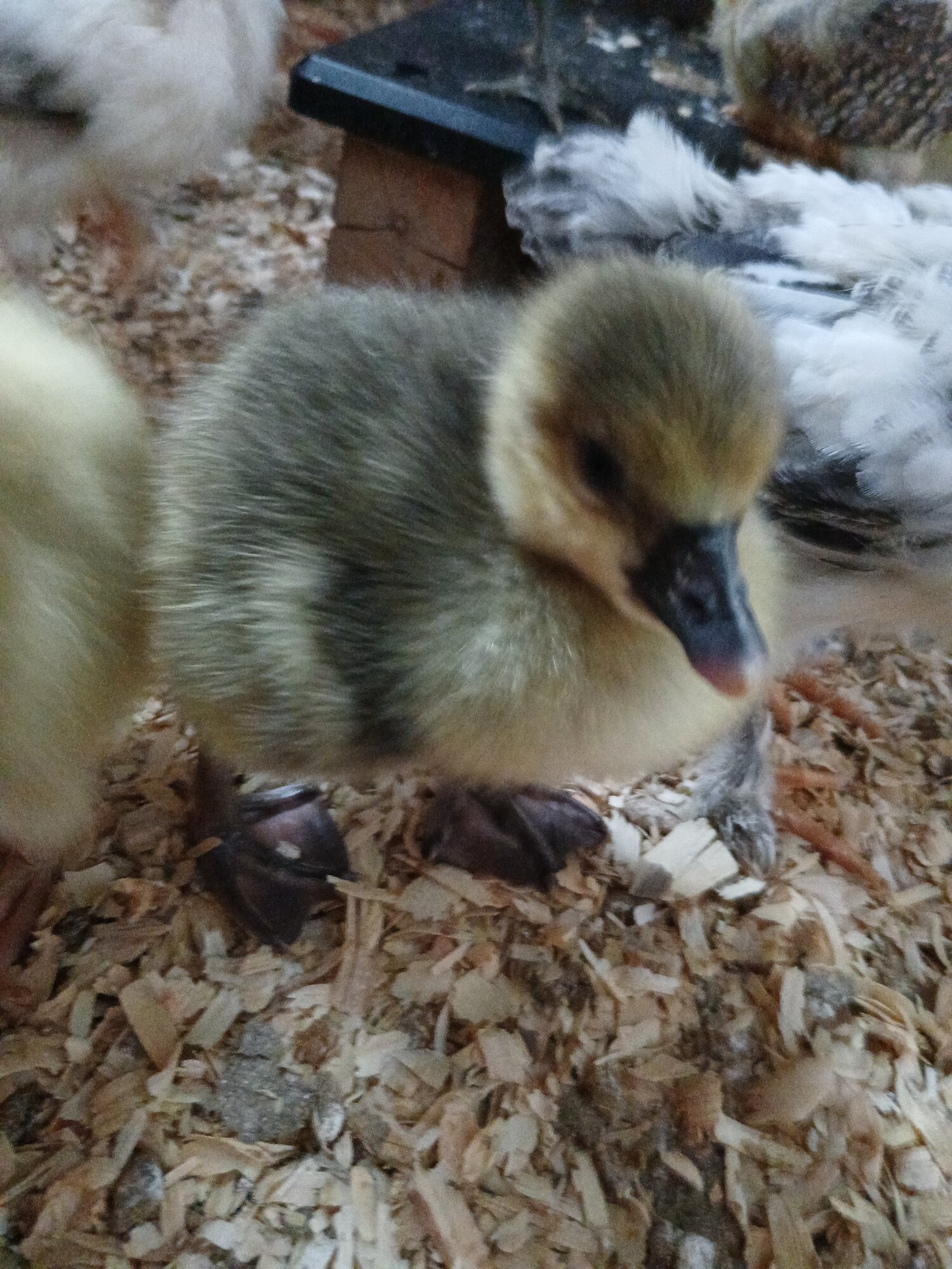 Cutest Baby Fowl Photo Contest—16th Annual 298.jpg