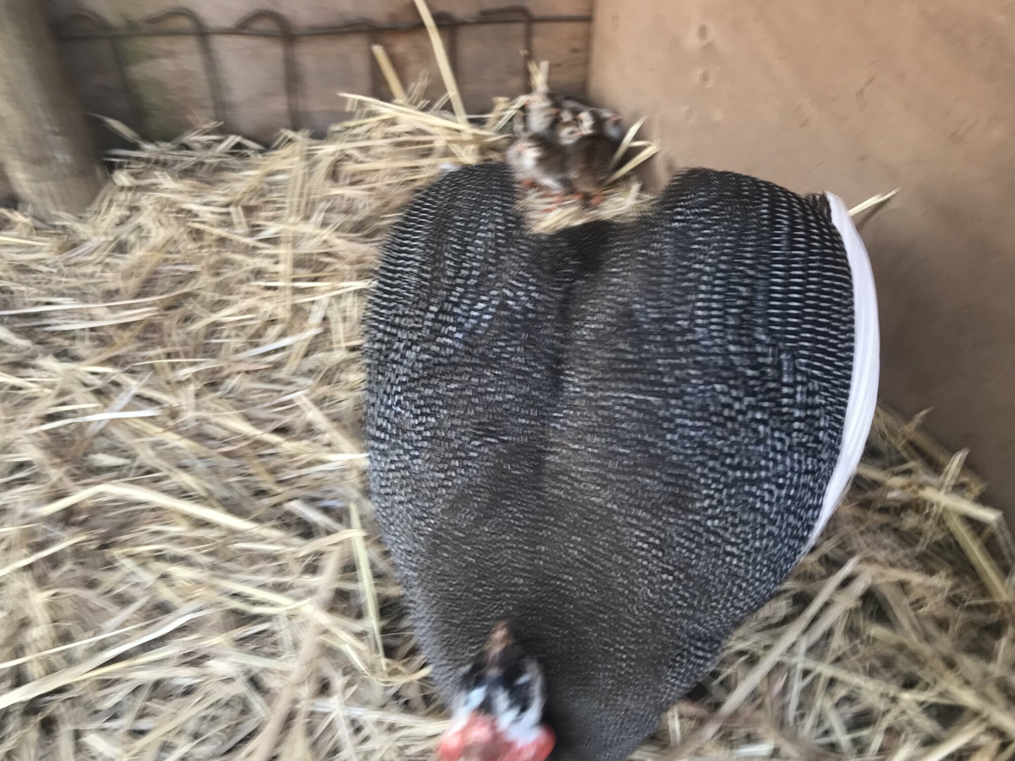 Cutest Baby Fowl Photo Contest—16th Annual 30.jpg