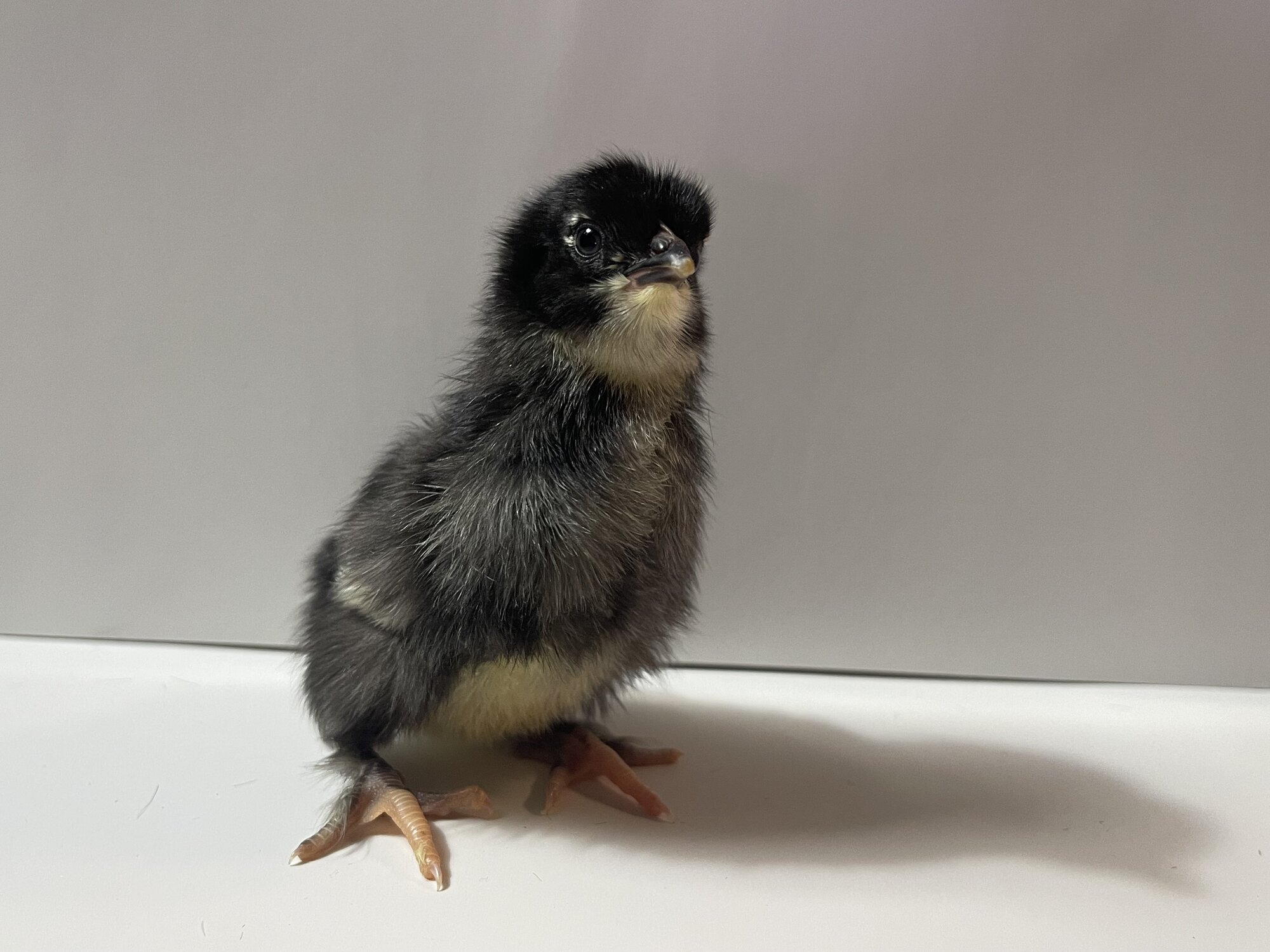 Cutest Baby Fowl Photo Contest—16th Annual 300.jpg