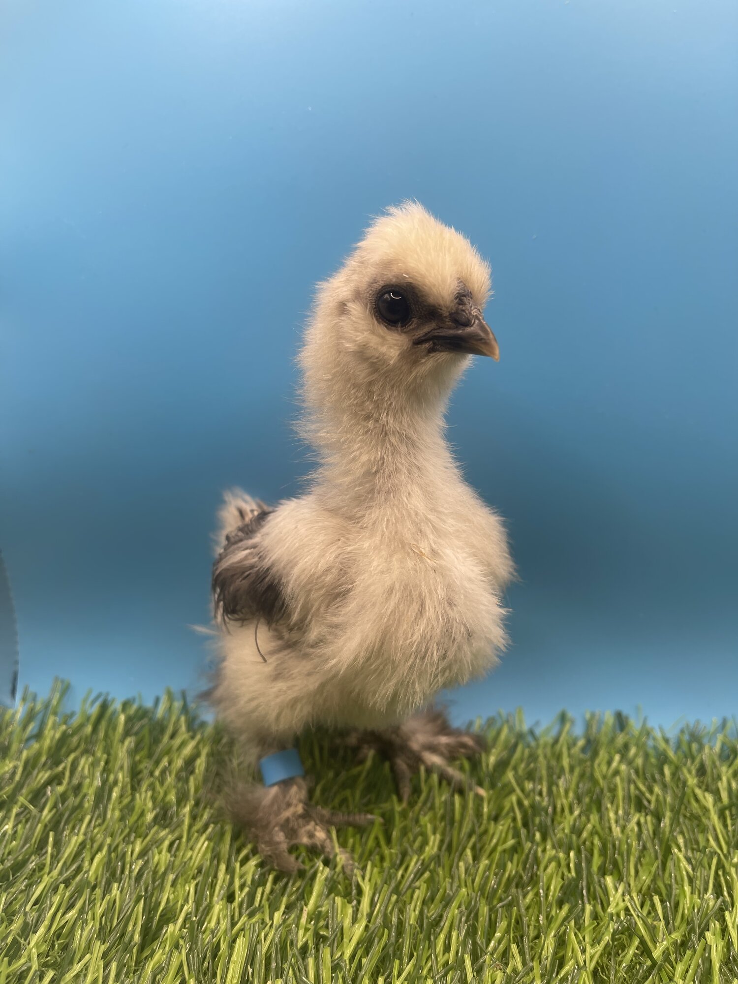Cutest Baby Fowl Photo Contest—16th Annual 301.jpg