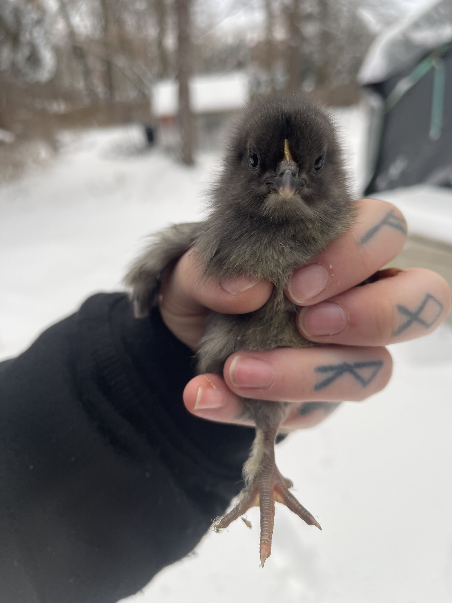 Cutest Baby Fowl Photo Contest—16th Annual 303.jpg