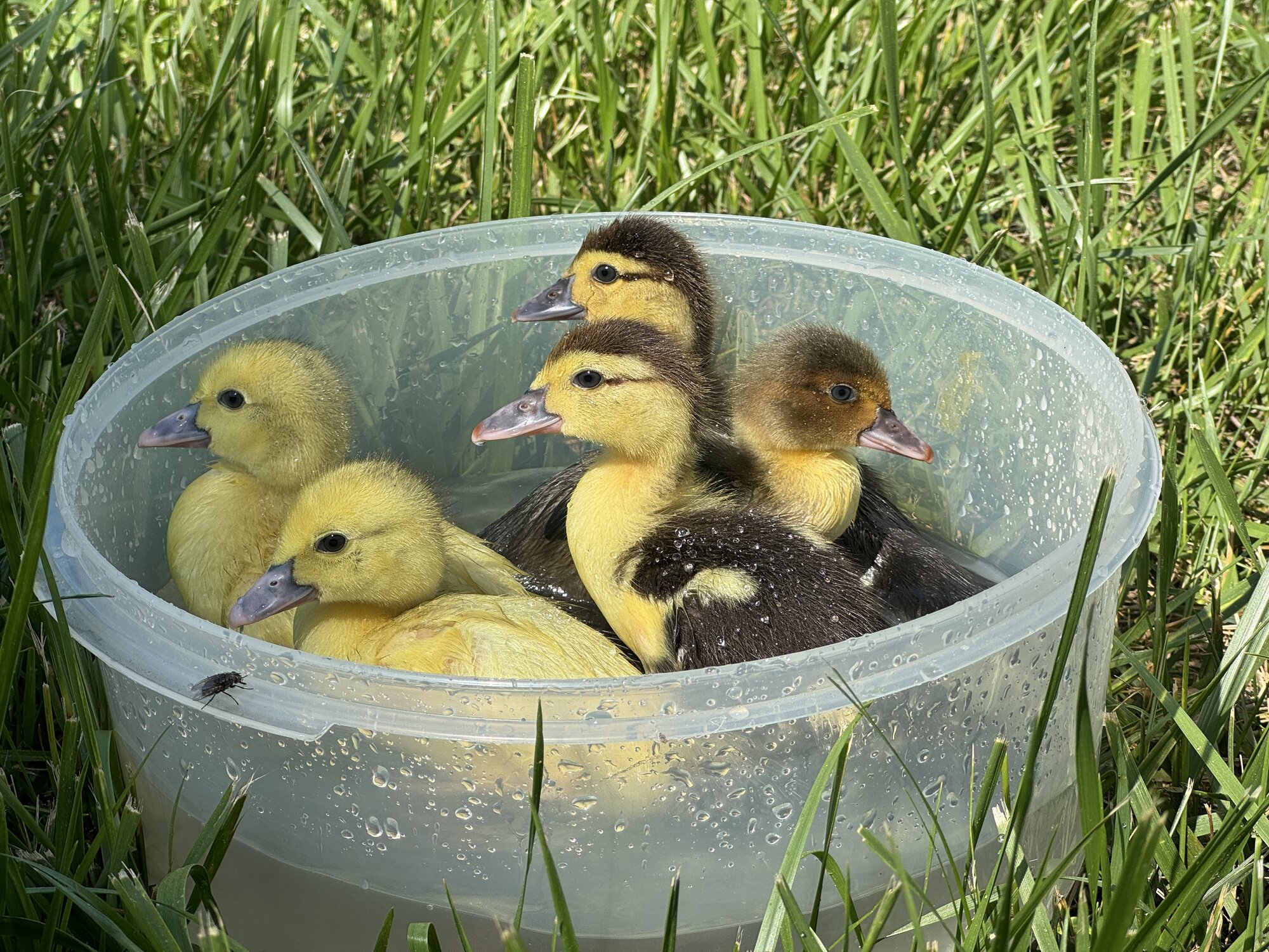 Cutest Baby Fowl Photo Contest—16th Annual 304.jpg