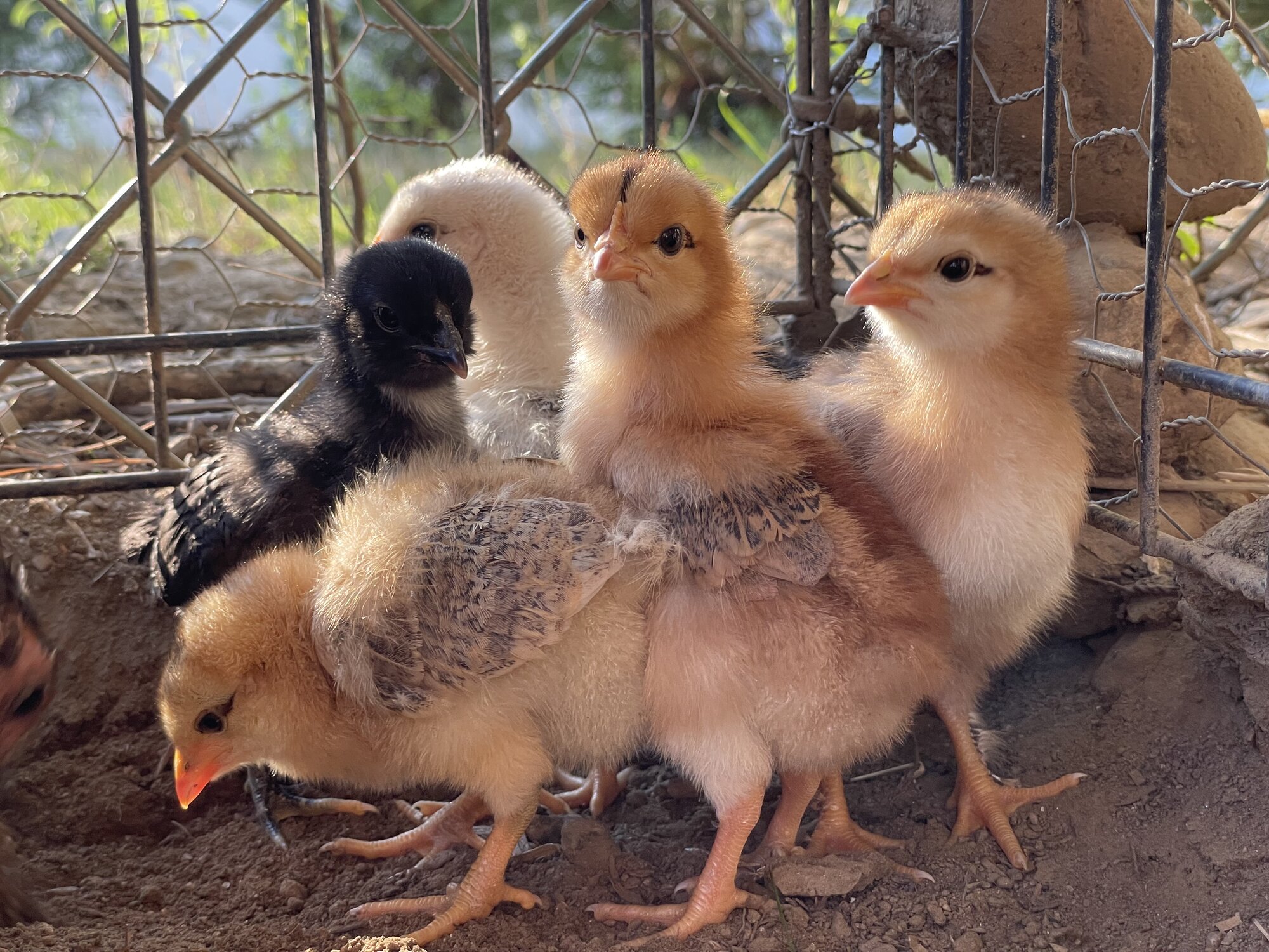 Cutest Baby Fowl Photo Contest—16th Annual 305.jpg