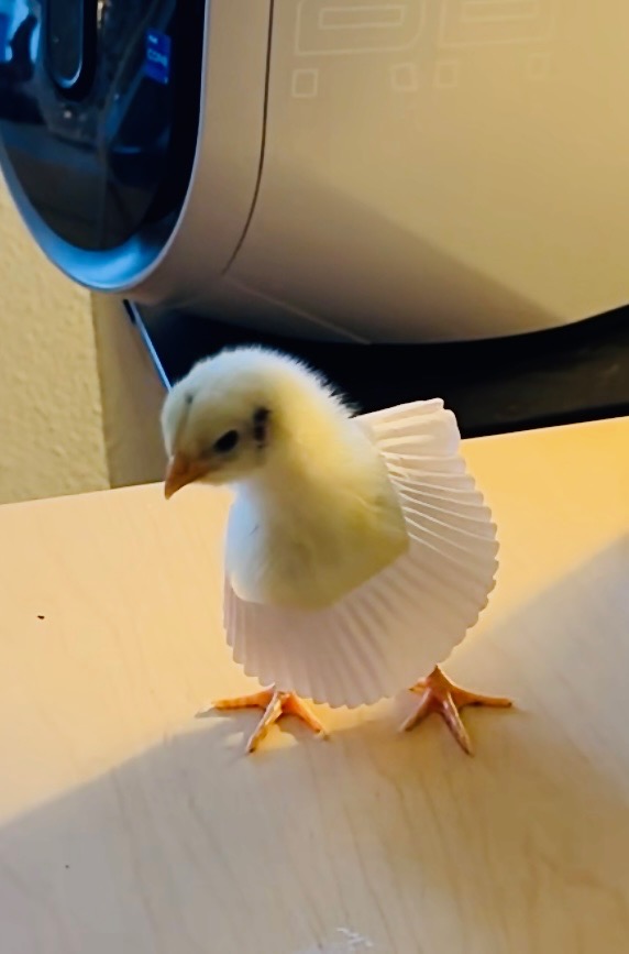 Cutest Baby Fowl Photo Contest—16th Annual 306.jpg