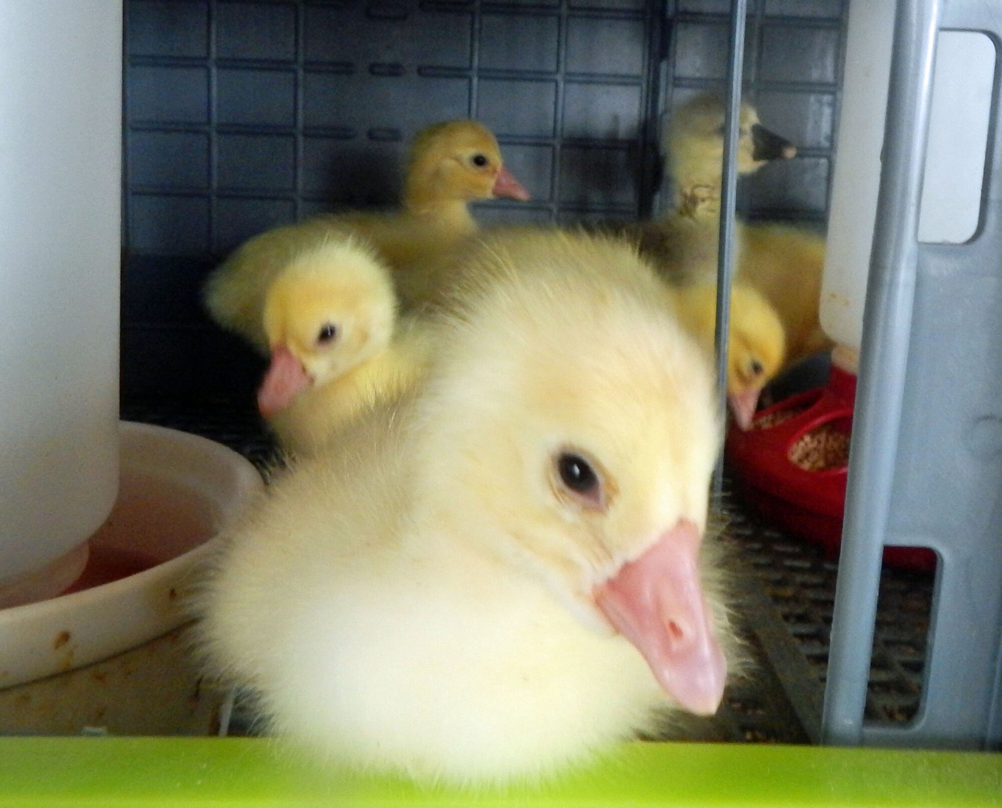Cutest Baby Fowl Photo Contest—16th Annual 307.jpg
