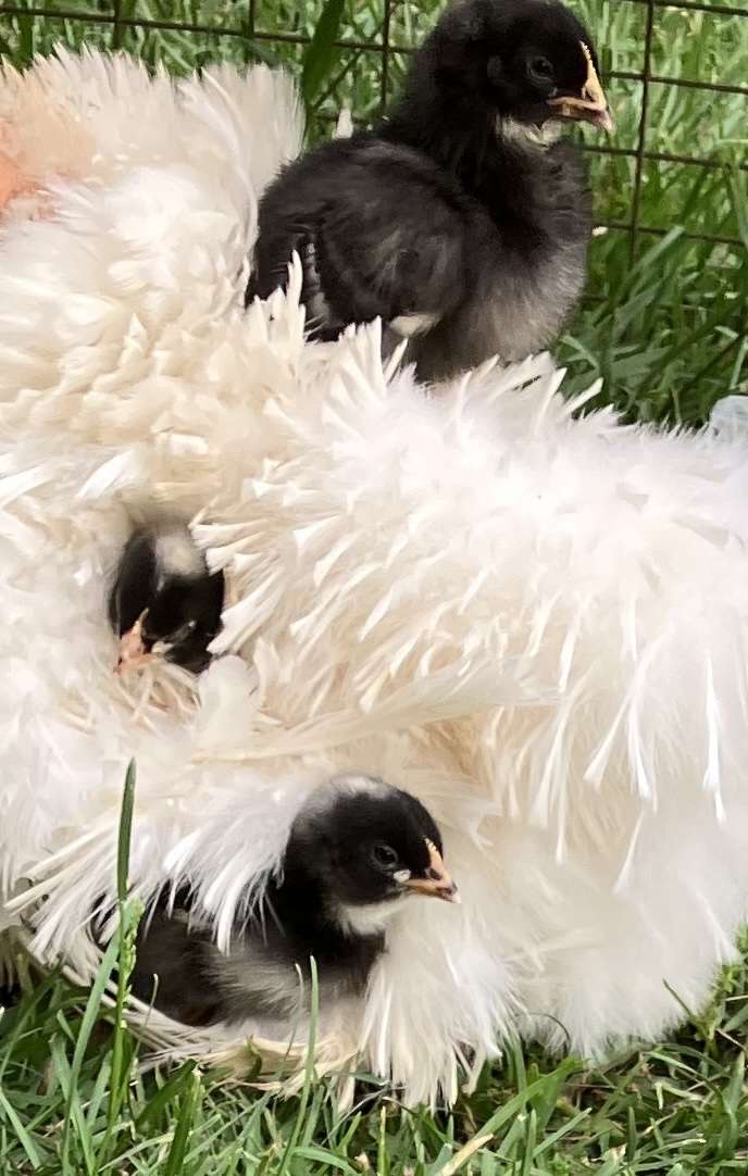 Cutest Baby Fowl Photo Contest—16th Annual 308.jpg