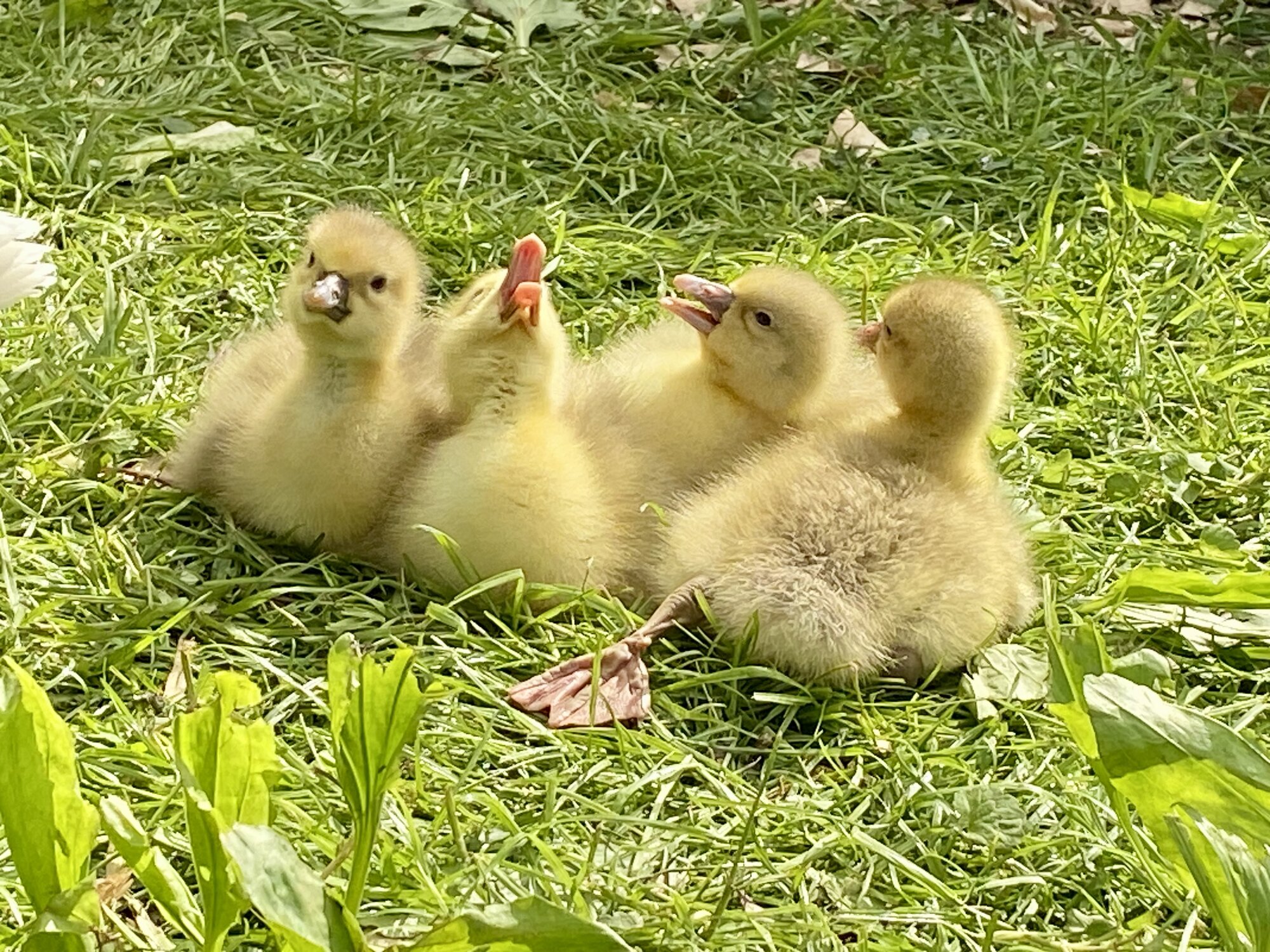 Cutest Baby Fowl Photo Contest—16th Annual 309.jpg